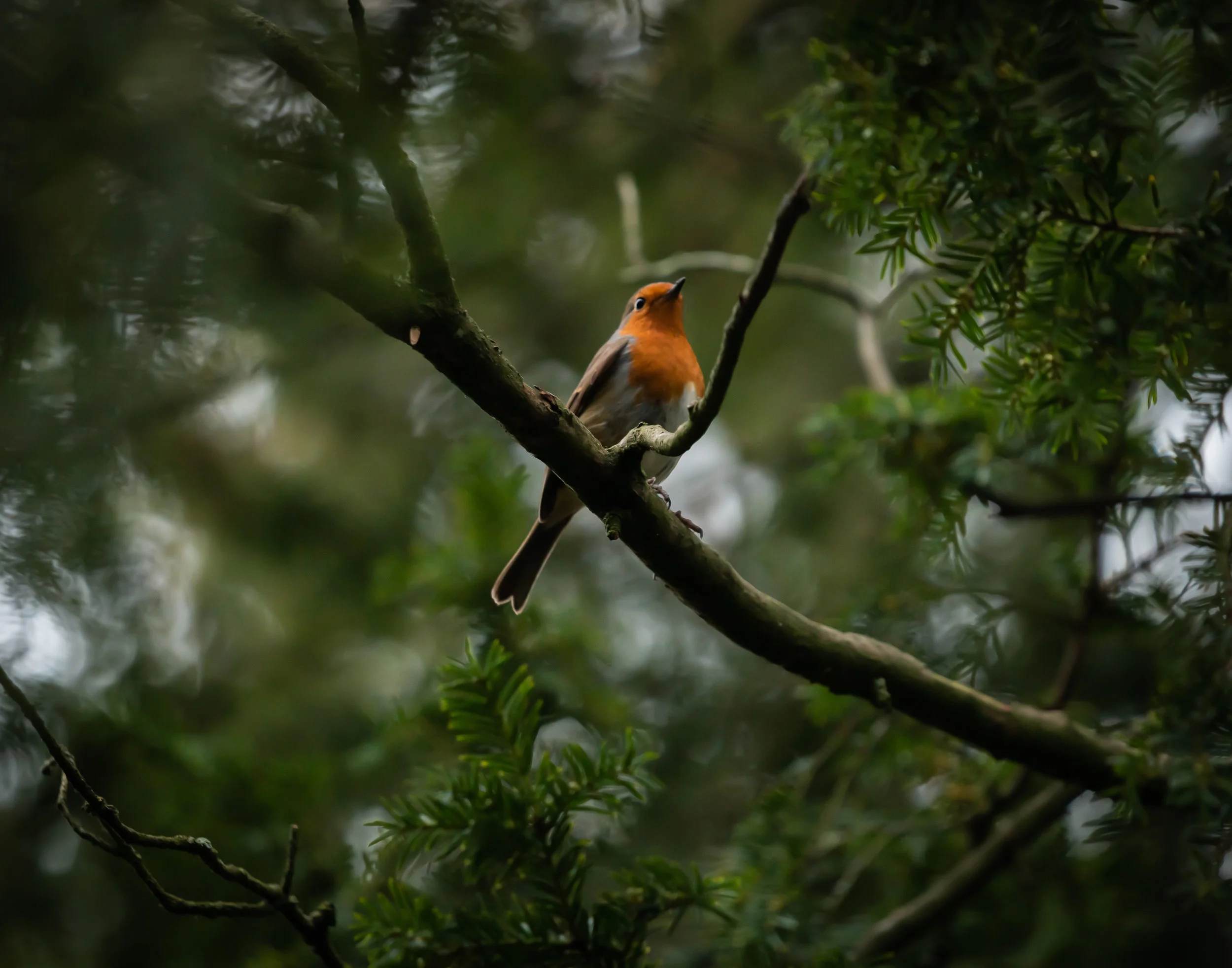 Robin Red Breast