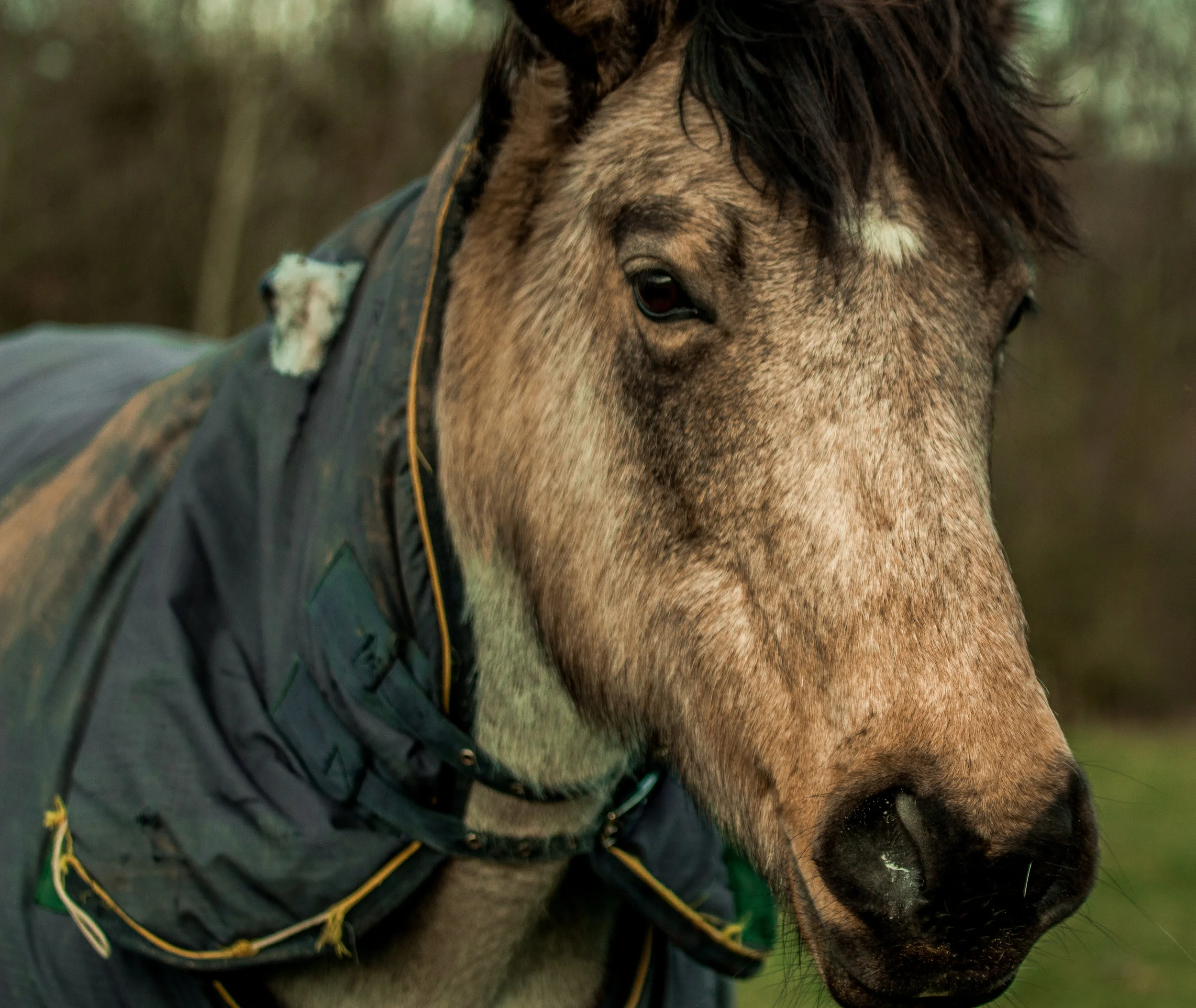 Horse