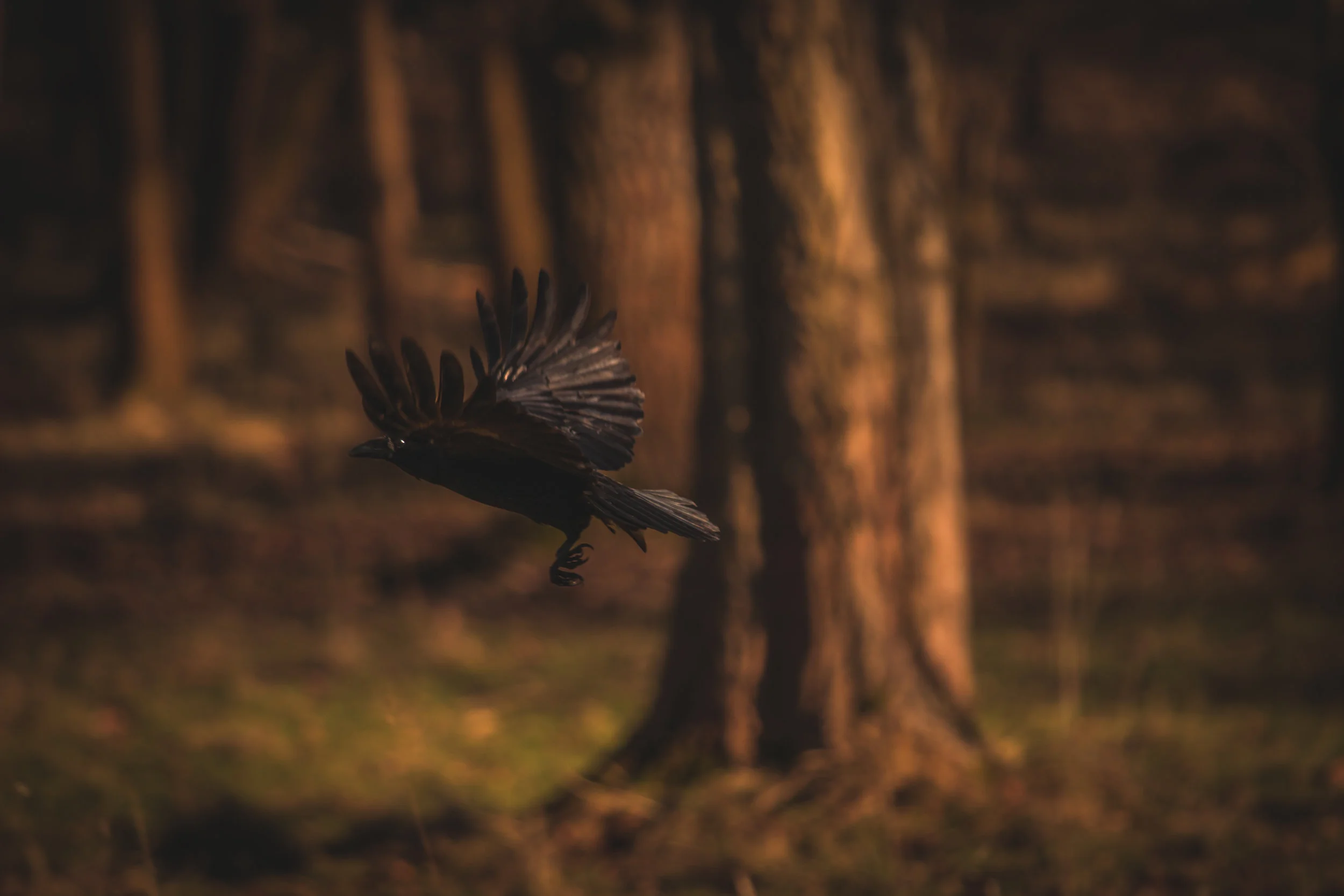 Crow in Flight - 3