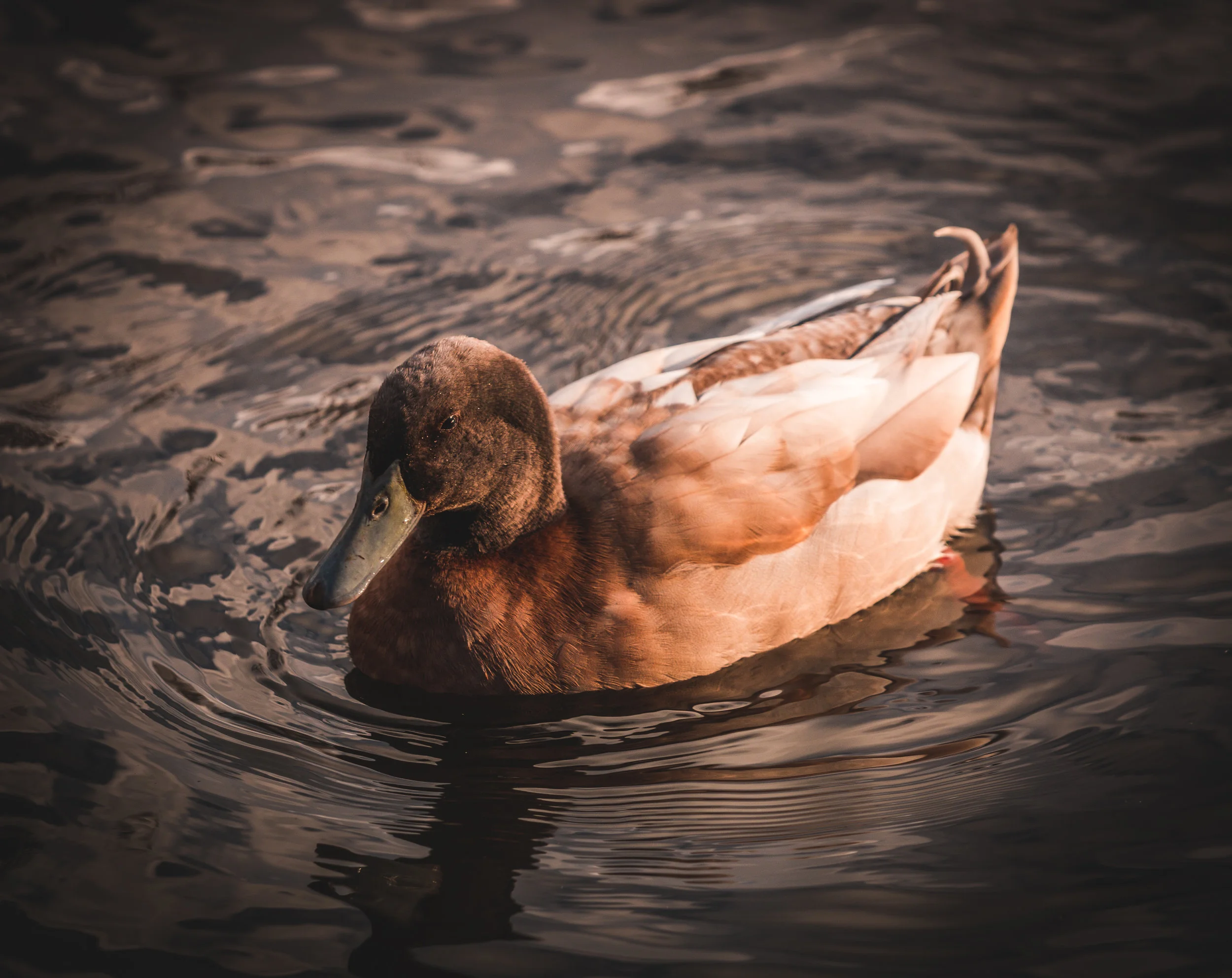 Small Duck