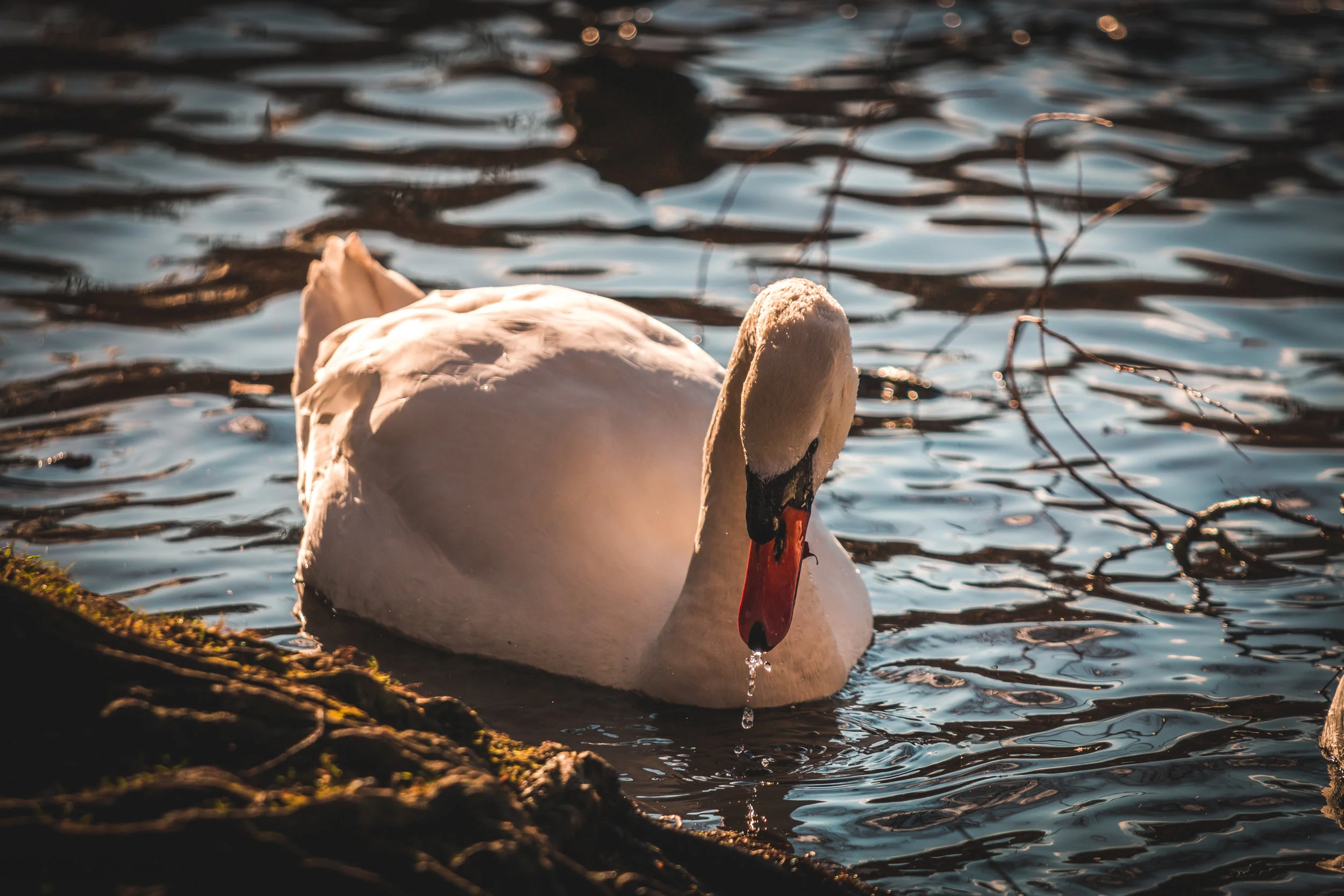 Swan - 3
