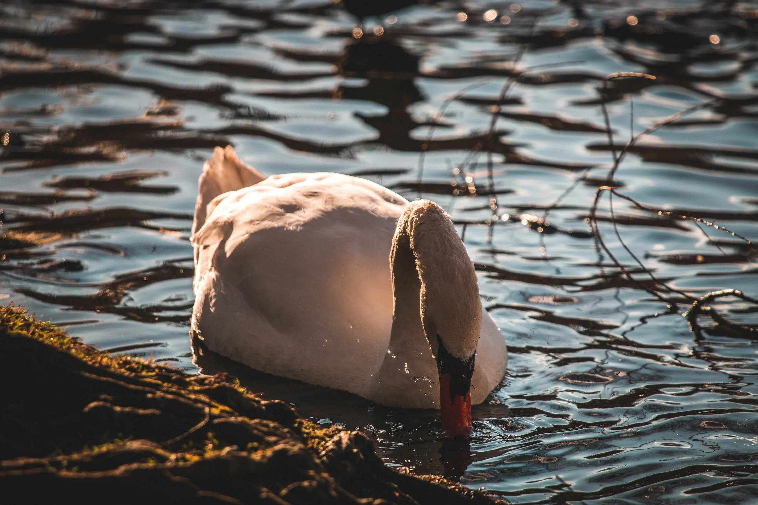 Swan - 2