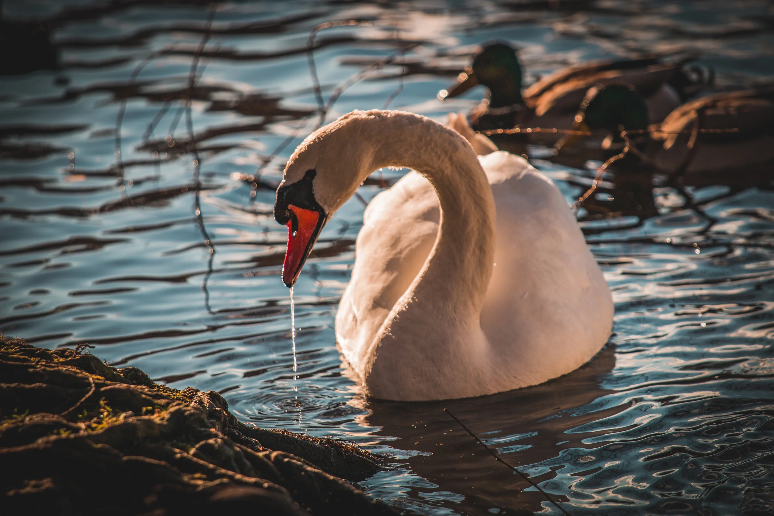 Water Droplet Swan
