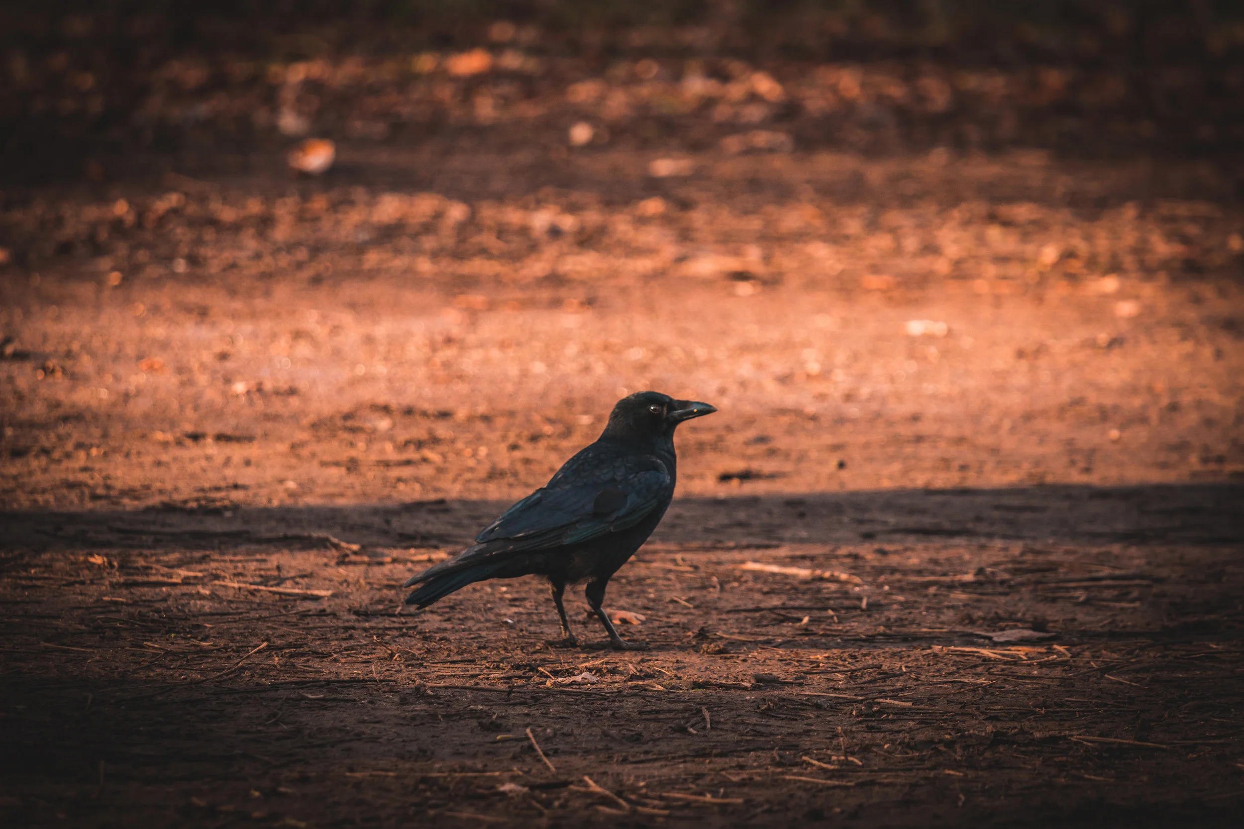Lonely Crow