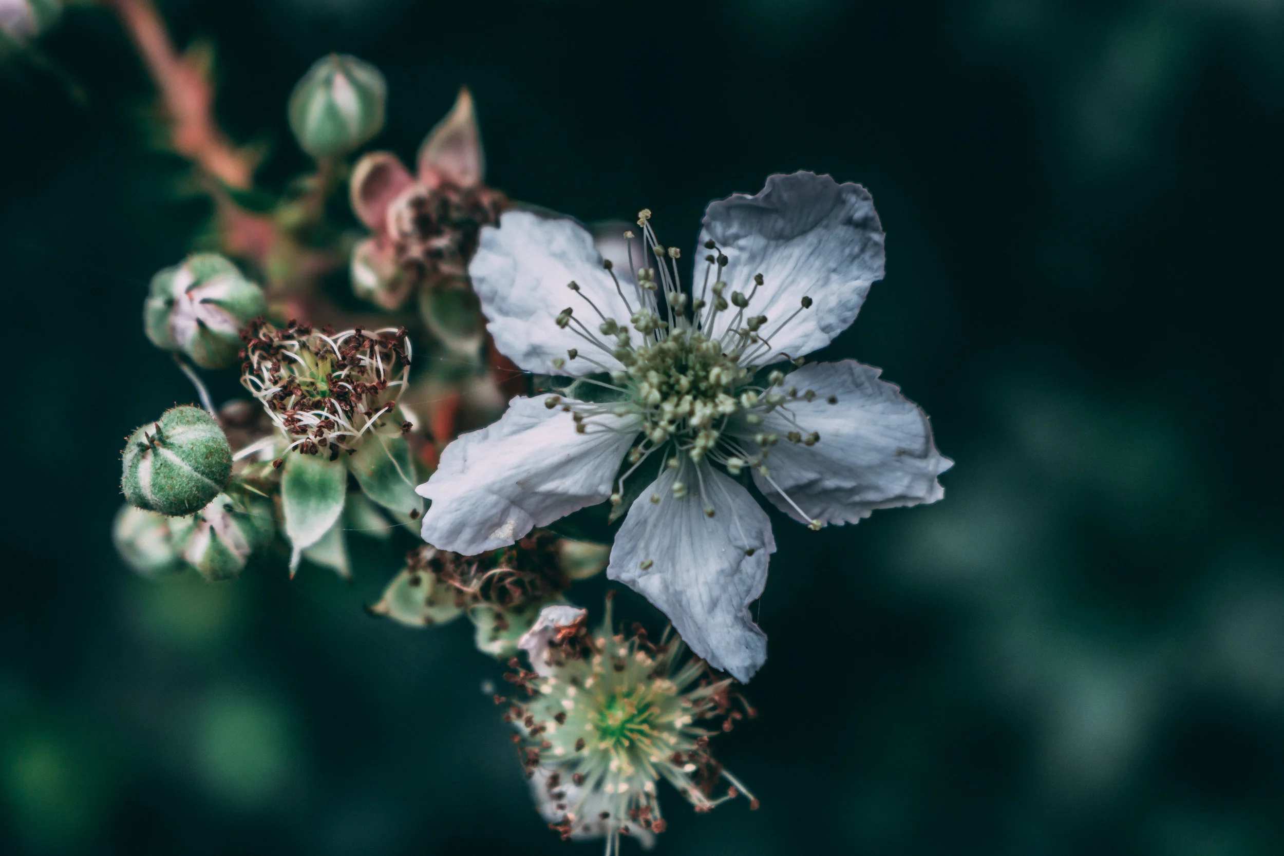 Elegant White Flower