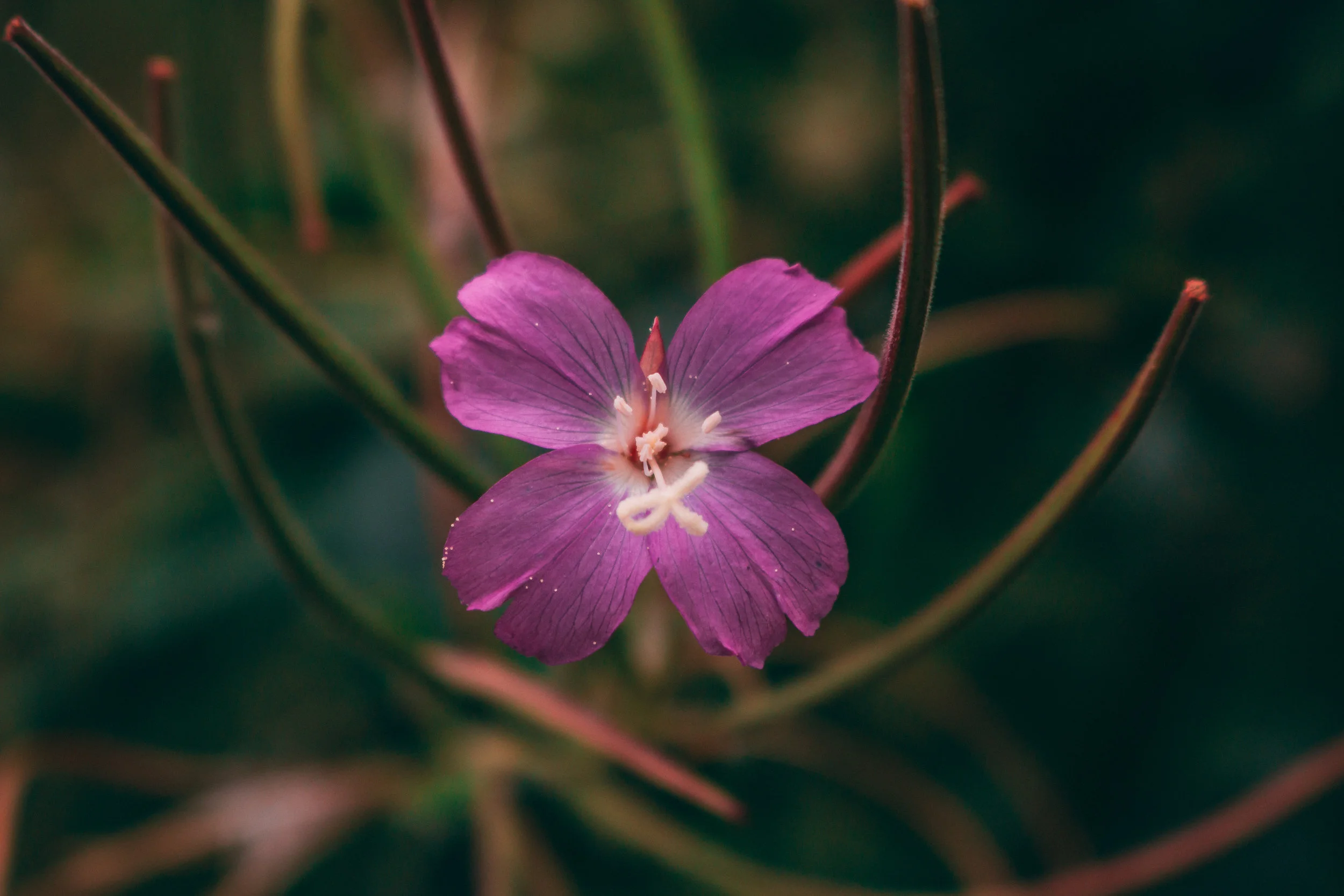 Purple Flower