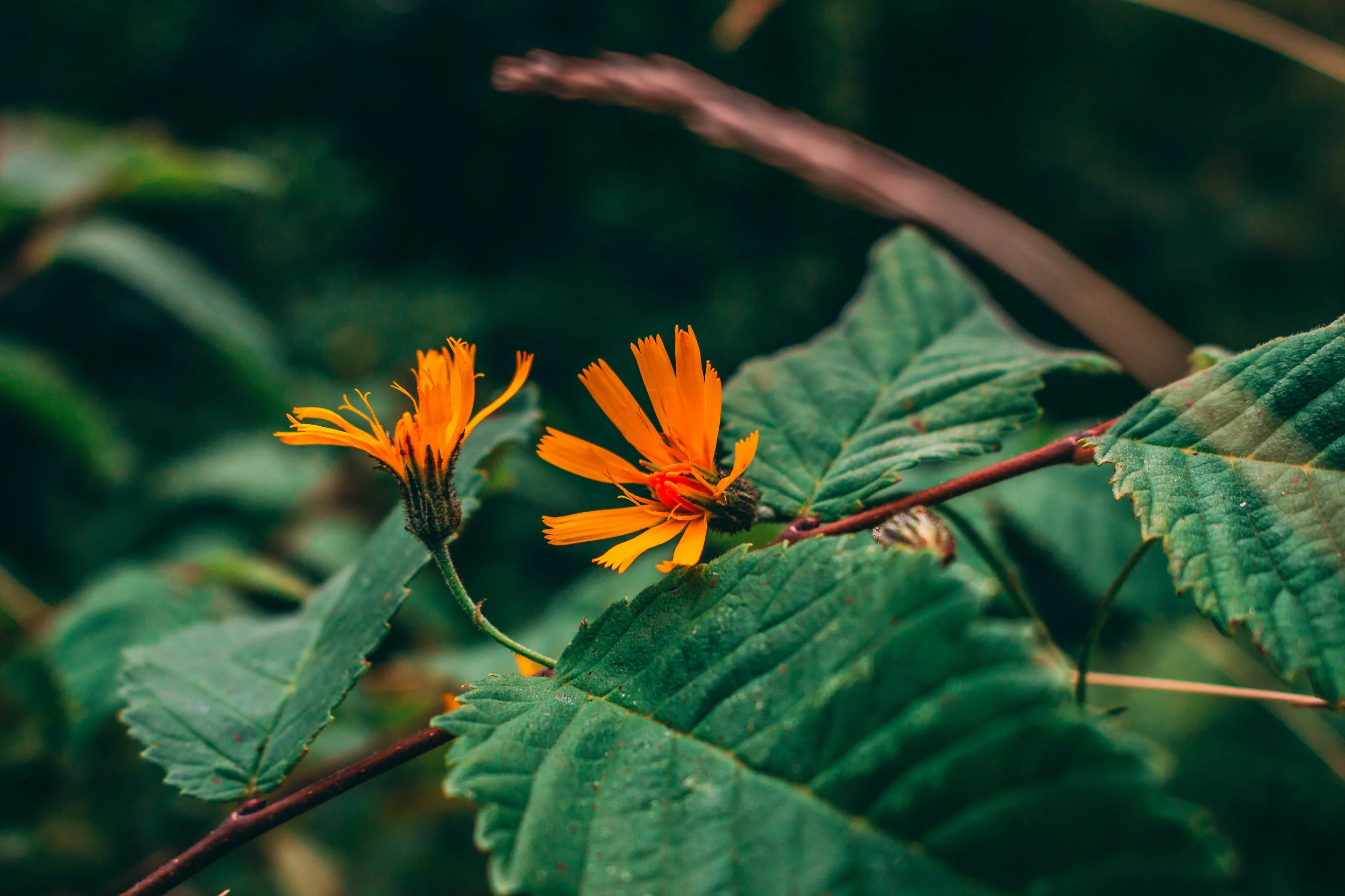Orange Flowers