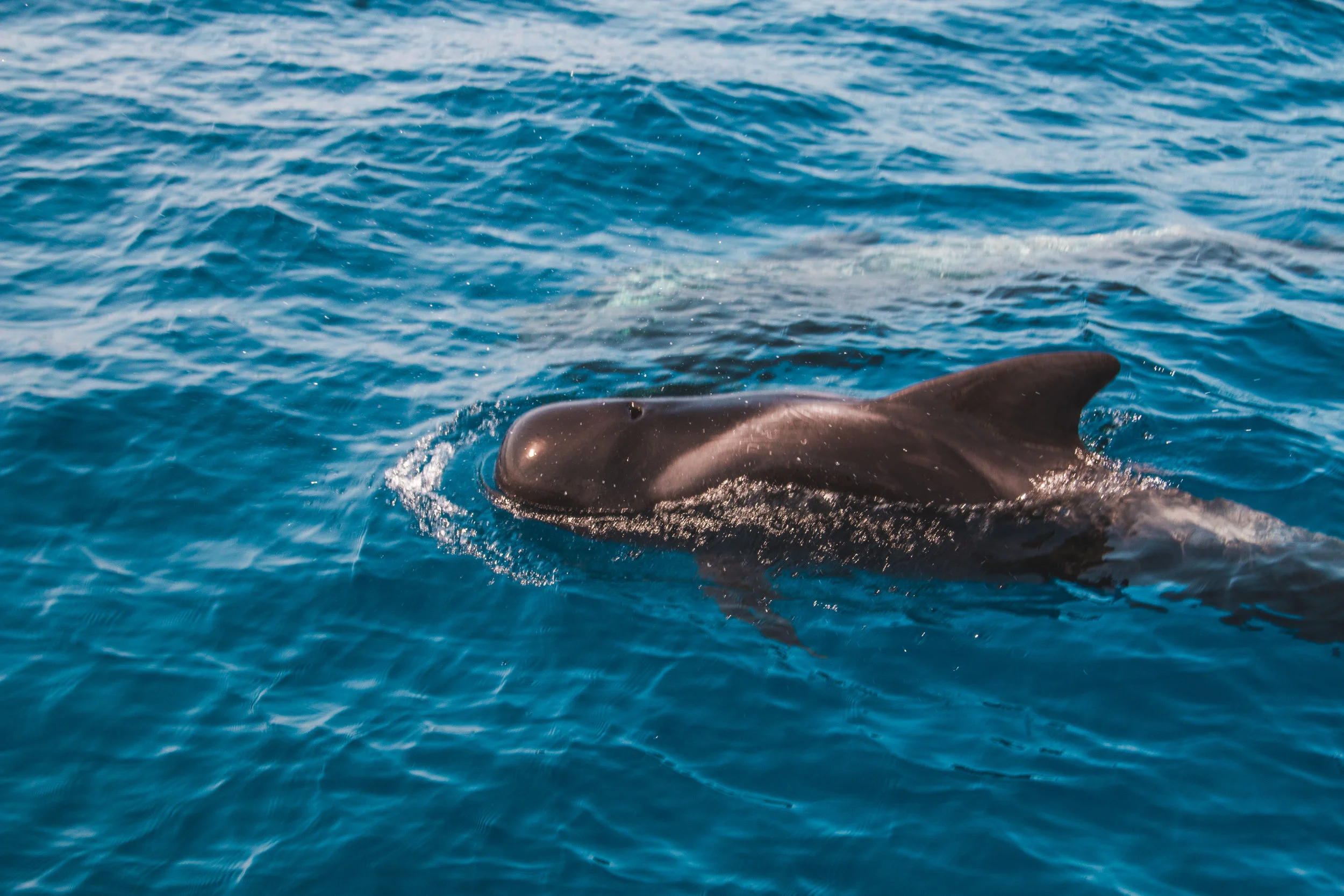 Tenerife Pilot Whale