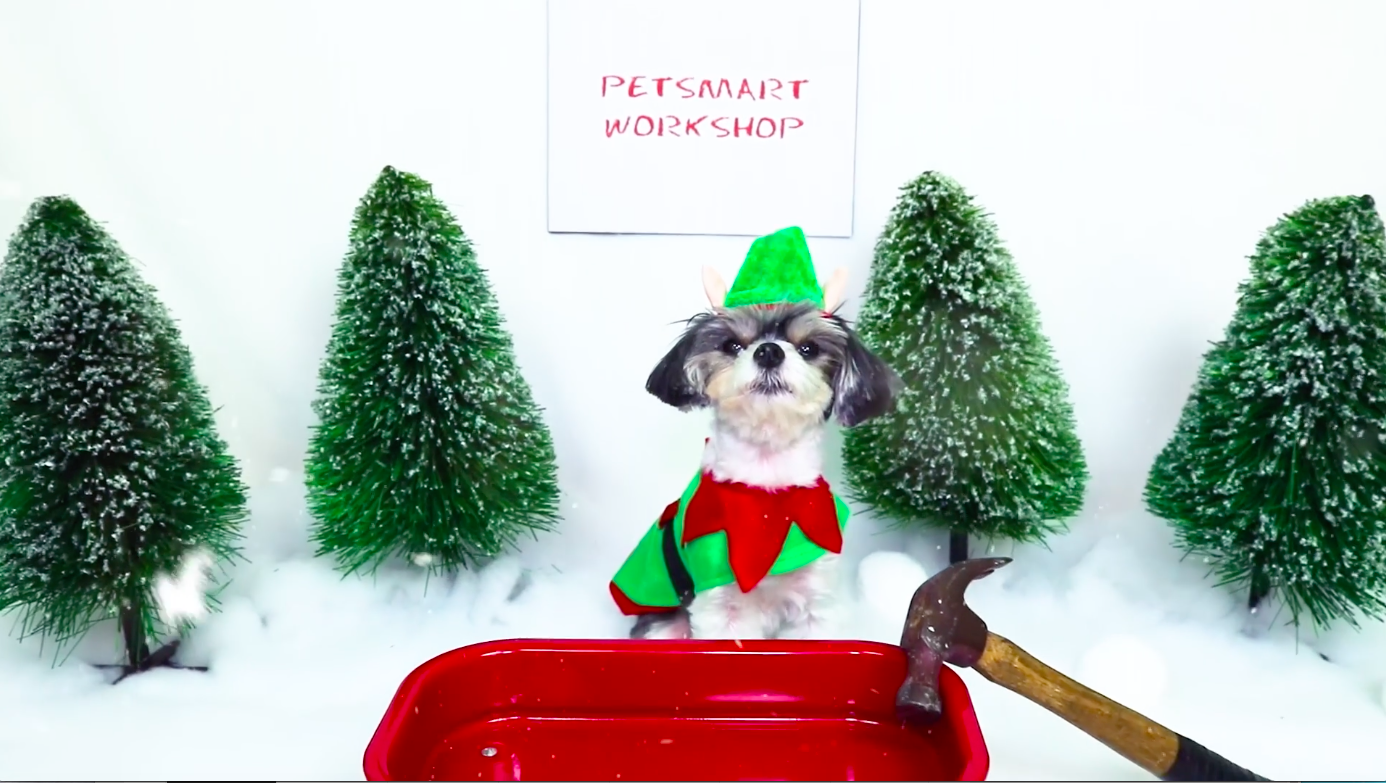 tinkerbelle_elfphoto_petsmart.png