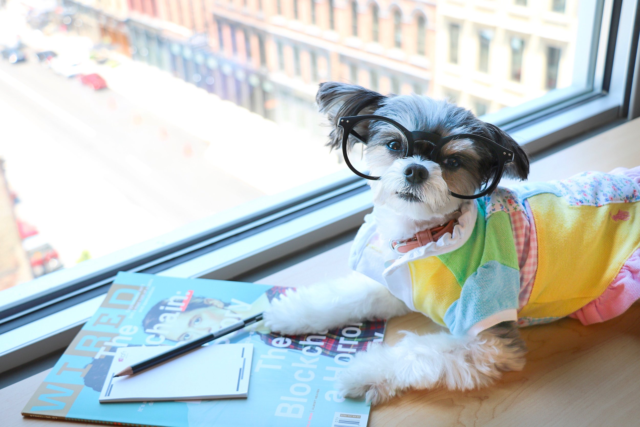 Hotel Review: Hipster Dog-friendly Aloft Downtown Louisville, KY - Dog  Trotting