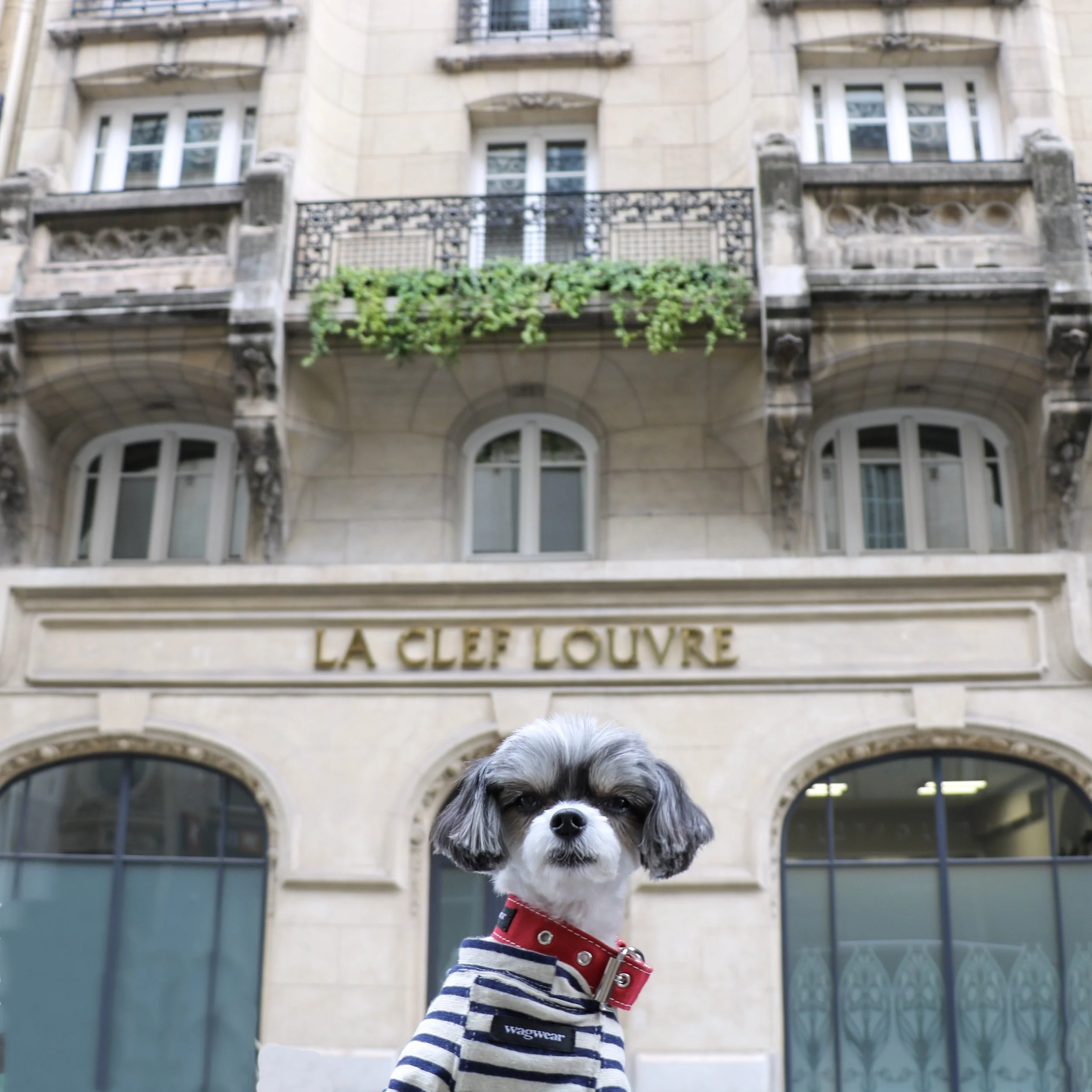 Tinkerbelle outside the La Clef Louvre Paris Hotel