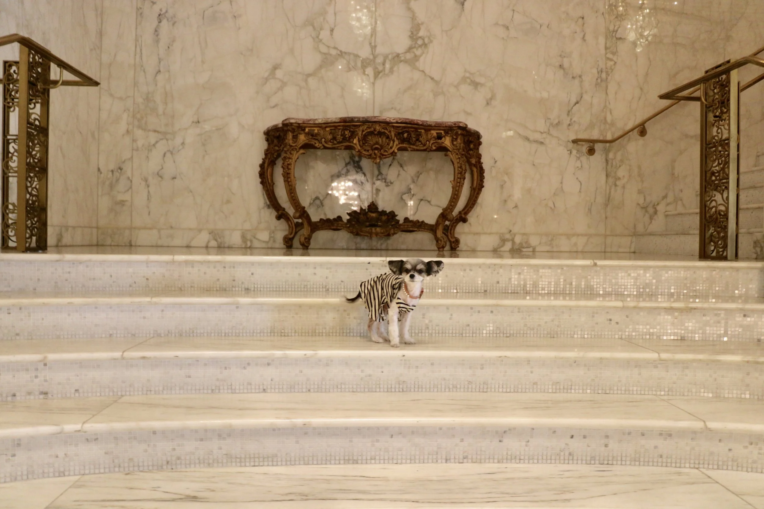 Tinkerblle posing on the marble staircase.