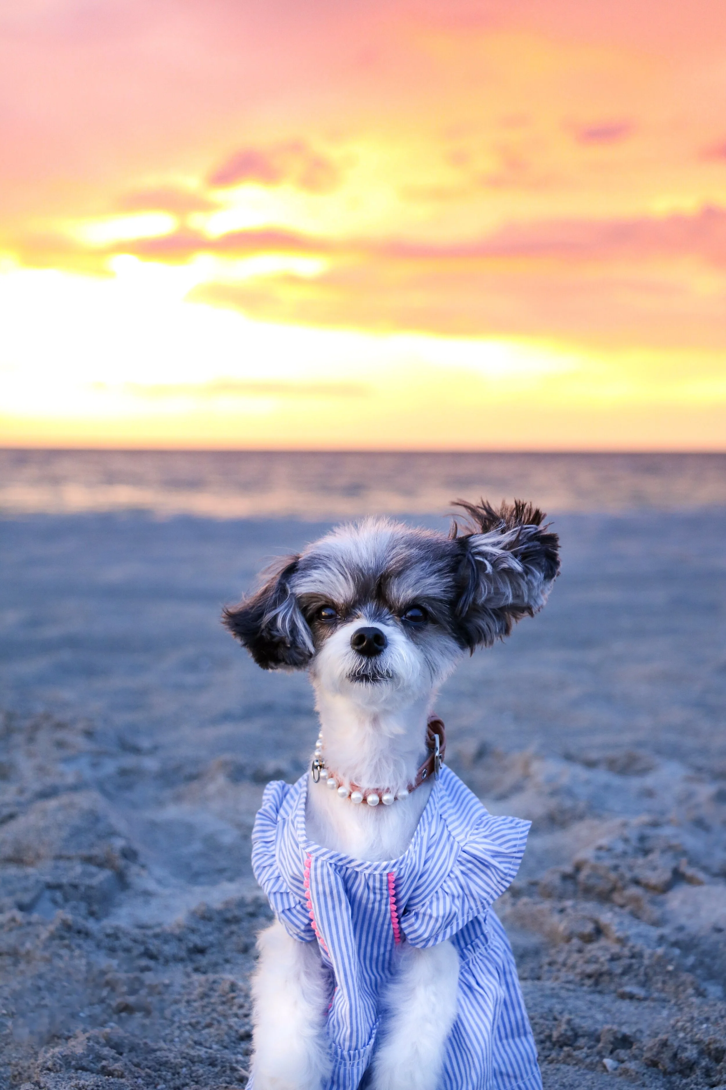 The Captiva Island Sunset on Tween Water’s Beach
