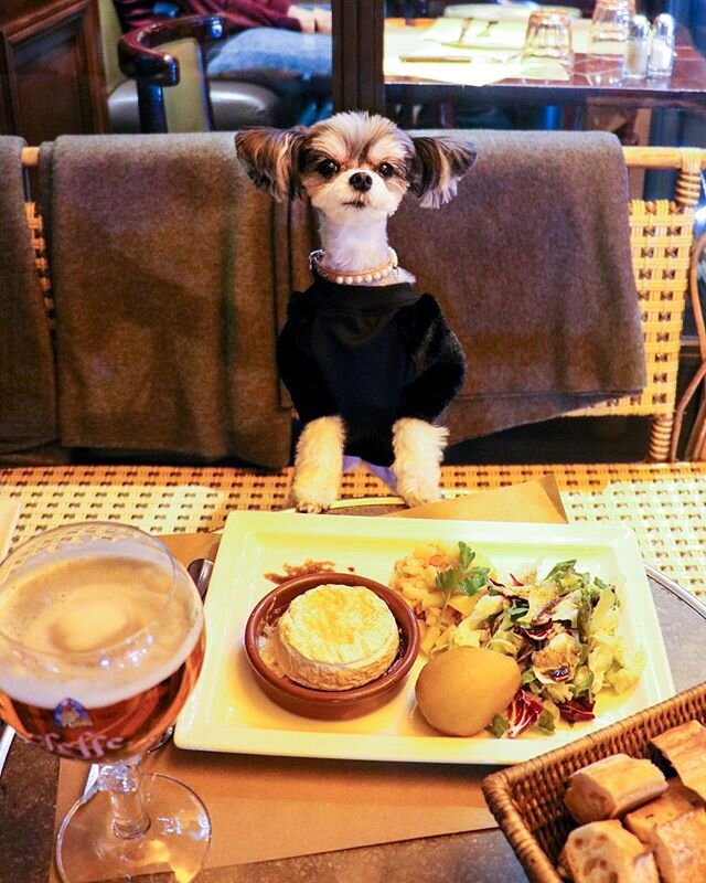 National Cheese Lovers Day is better in Paris! 🐶🧀❤️ #nationalcheeseloversday