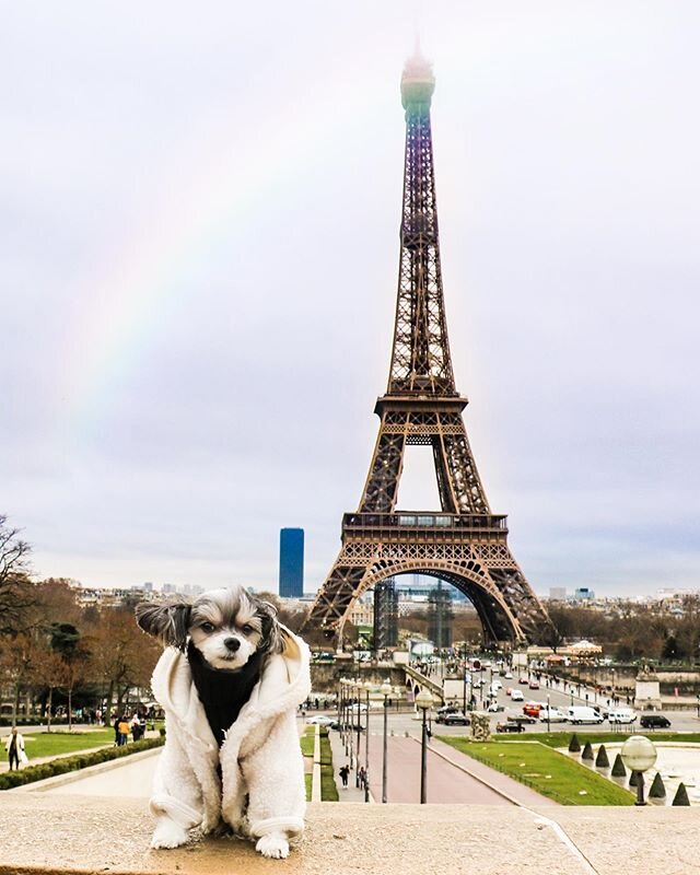 &ldquo;This view never gets old&rdquo; -Tinkerbelle 🐶🗼❤️