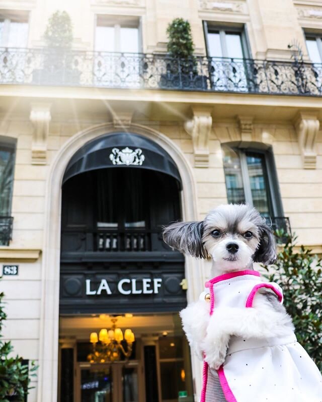 Au revoir Paris and @lacleftoureiffelparis - I will miss you and your amazing hospitality woof woof woof! 🐶❤️🗼#travelingtink #sponsored