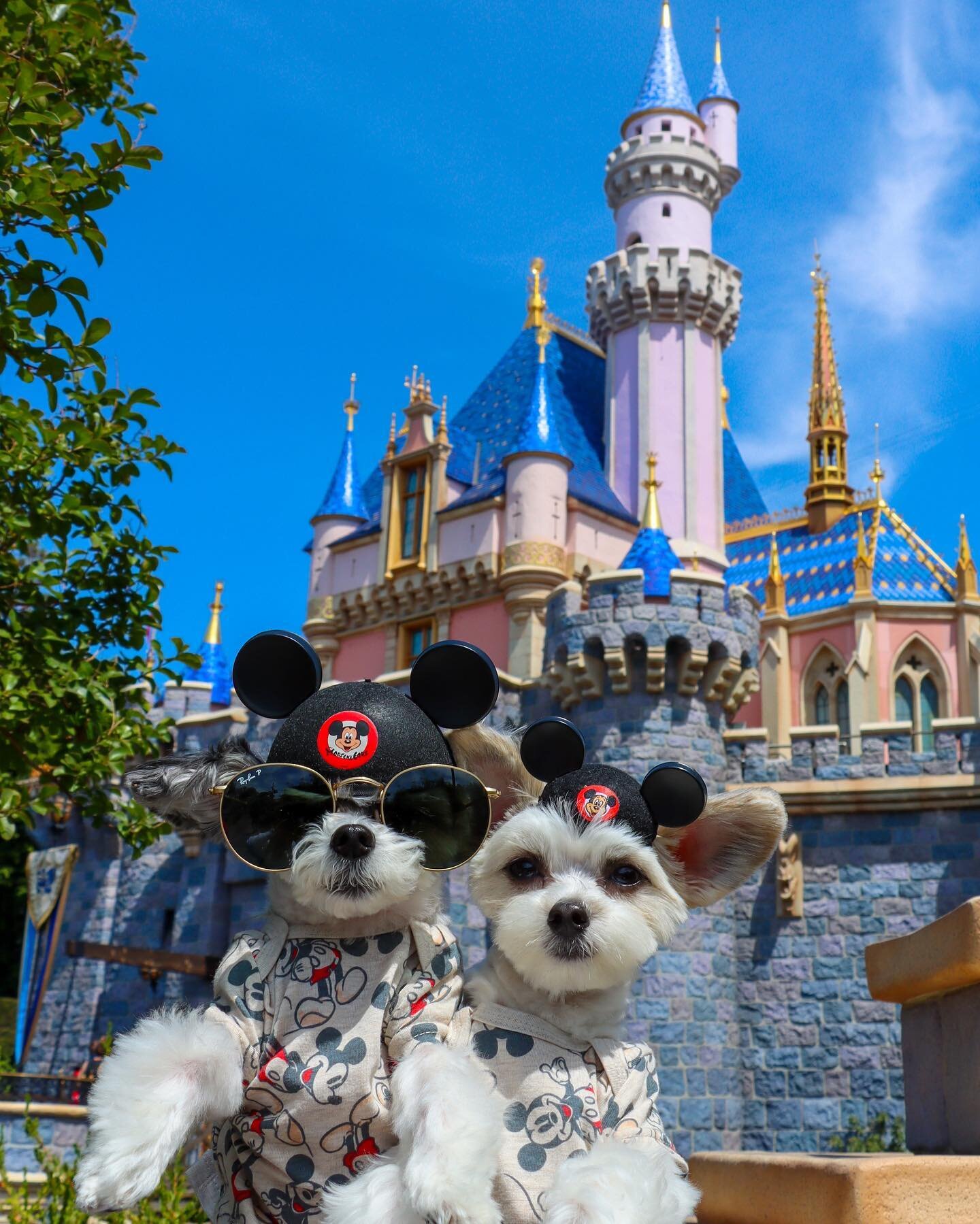 &ldquo;There&rsquo;s nothing more magical than this&rdquo; - Tinkerbelle and Belle✨🐶💕🏰 
.
.
.
.
.
.
#disneypets #dogsofworld #dogsoftheday #cutenessoverload #mickeyears #mouseears #dogsoftheworld #disneylandpark #disneylandcalifornia #ilovedisney 