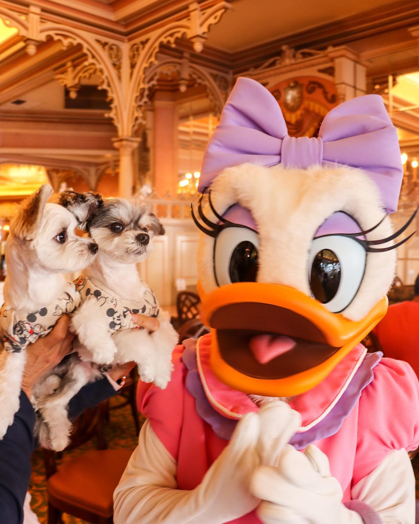 besties 🏰✨👑💕
.
.
.
.
.
#disneypets #dogsandpals #dogstargram #doginfluencer #pupfluencer #dogscorner #adorableanimals #daisyduck #disneygram #disneyland #winniethepooh #ilovedisney #cutedogs