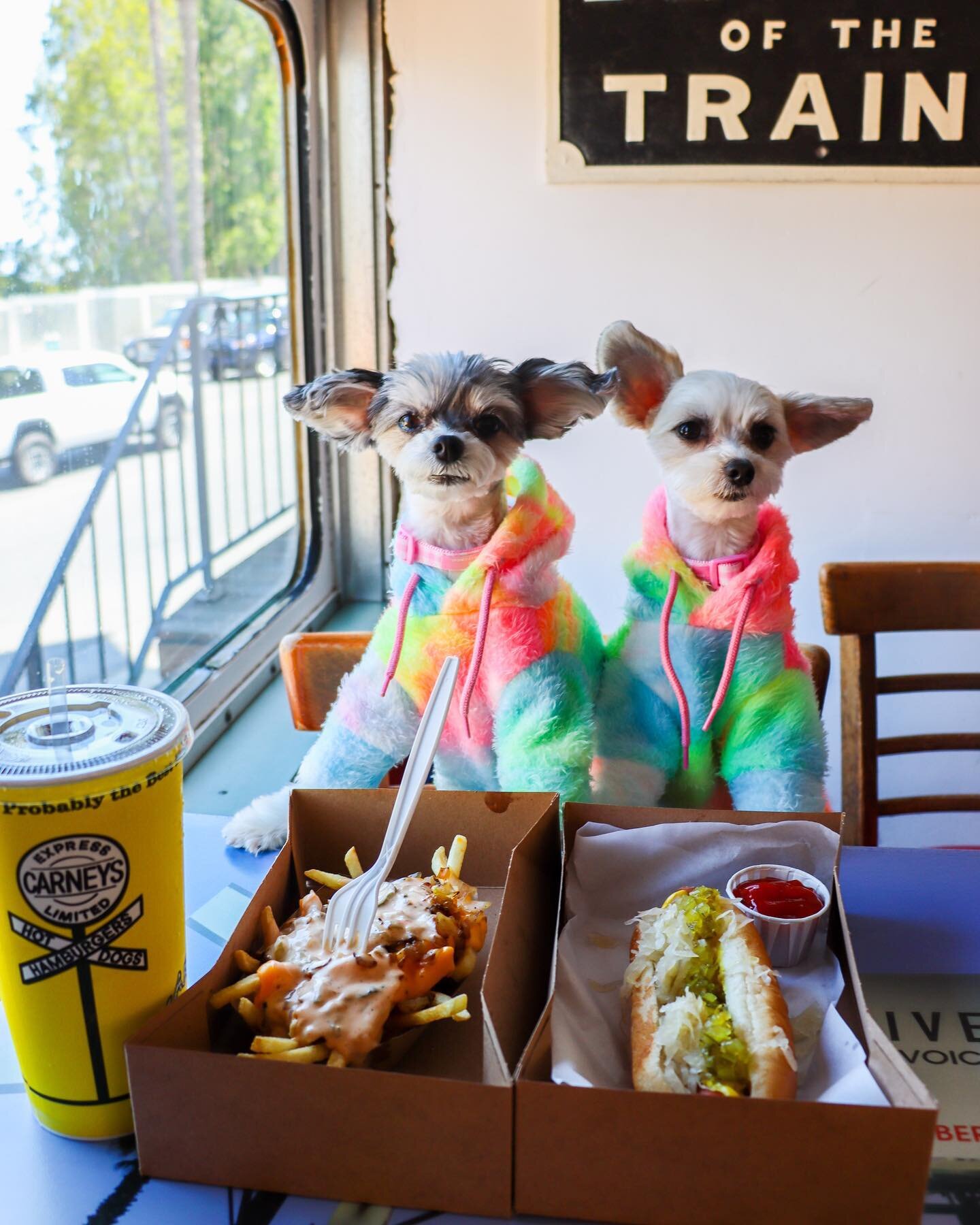 &ldquo;The best dogs in LA??? Of course we are!&rdquo; - Tinkerbelle and Belle 💕🐶✨🌭 
.
.
.
.
#carneytrain #dogsofla #losangeles #ilovela #dogsofinsta #dogsandpals #dogsofnyc #hotdogs #cutenessoverload #dogsdaily #tinkerbellethedog #carneys