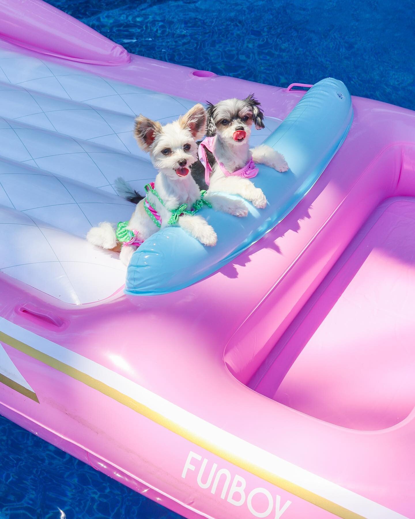 &ldquo;We&rsquo;re floating into Friday&hellip;bring on the margs!&rdquo; - Tinkerbelle and Belle☀️💦🐶 
.
.
.
.
.

#dogsofnyc #dogsofthehamptons #hamptons #thehamptons #dogsbeingbasic #betches #cuteanimals #cutenessoverload #summervibes #fridayfeeli