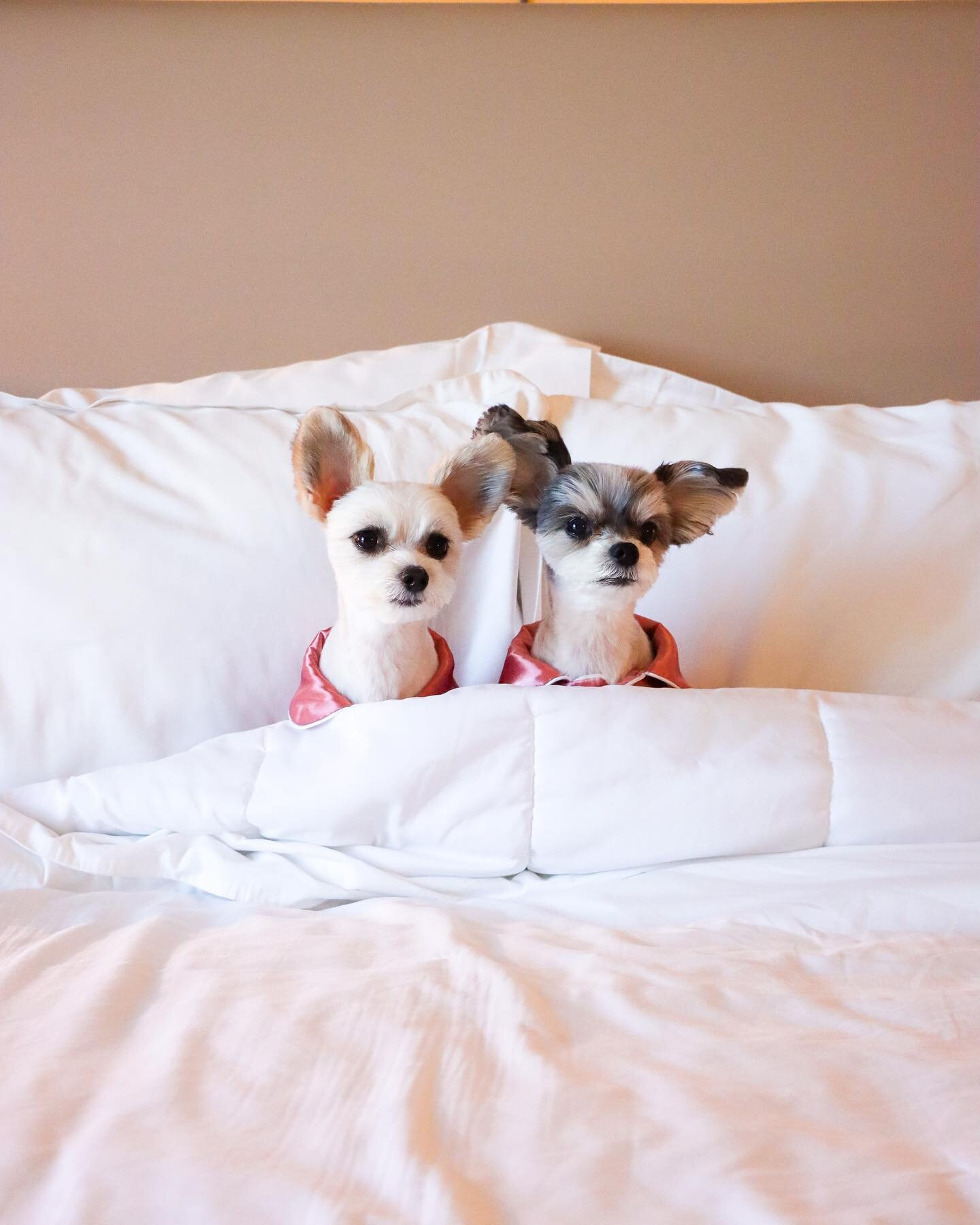 &ldquo;Good Morning LA&hellip;.Breakfast in Bed pronto!&rdquo; - Tinkerbelle &amp; Belle 

🏨: @sheratonuniversal 

#sheratonuniversal #bonvoyagebelles #travelingtink #dogsofworld #dogsoflosangeles #dogsofnyc #instapets #pupfluencer #famousdogs #losa