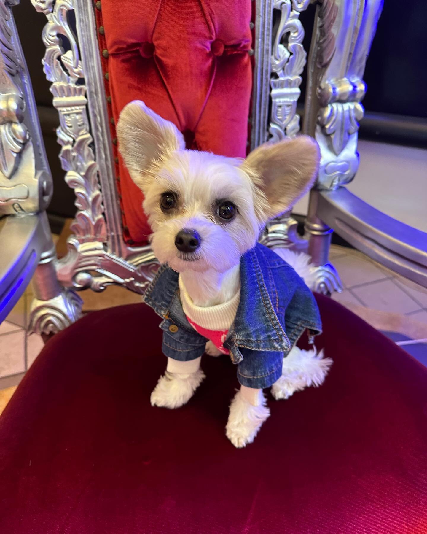 &ldquo;Some behind the scenes photos of me having fun on set&rdquo; - Belle 🦄🐶👑🎬
.
.
.
.
#dogactor #dogsofnyc #dogsofnewyork #cutenessoverload #setlife🎬 #doginfluencers #famousdogs