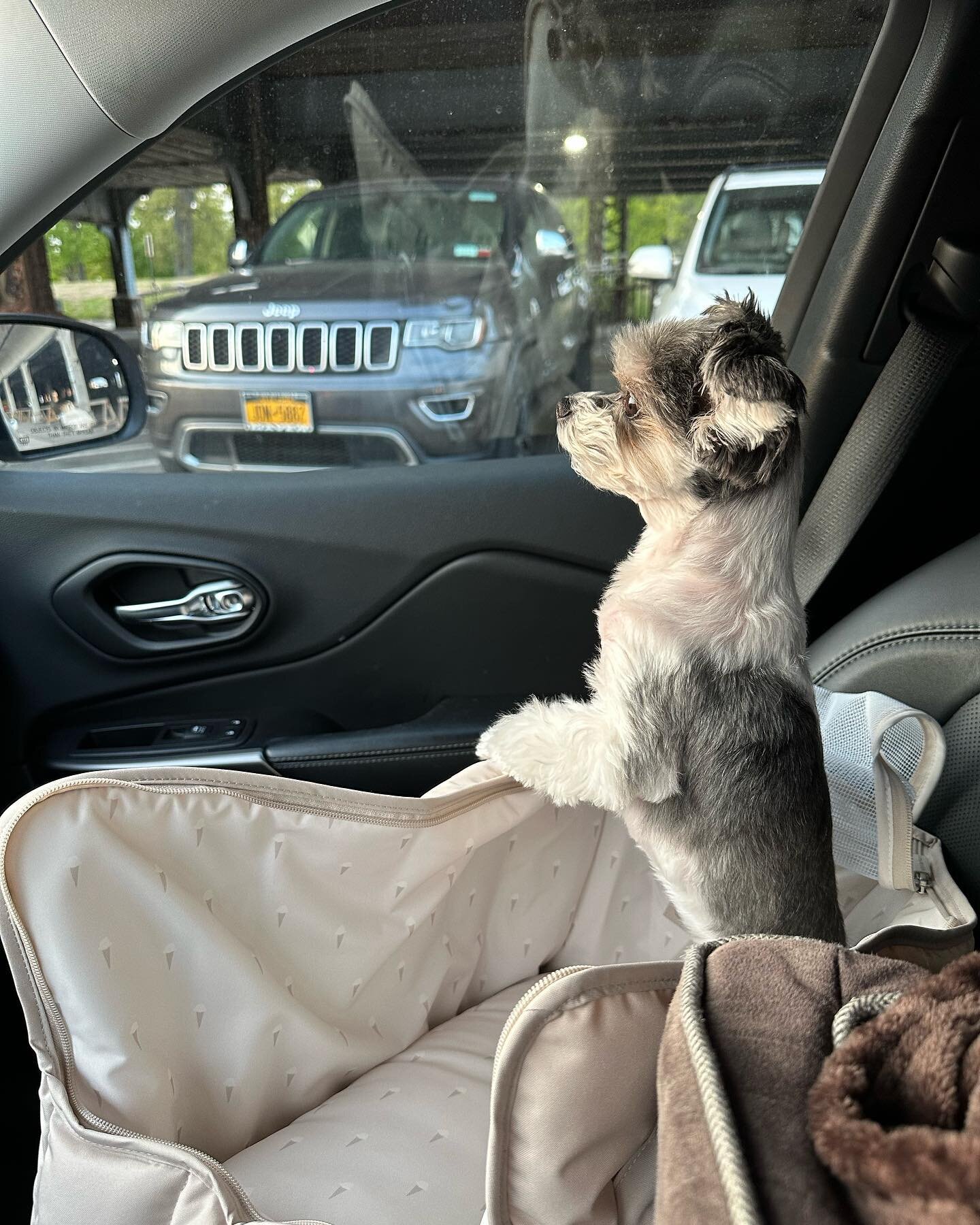 just some car ride candids 😉🐶✨
.
.
.
.
#cutenessoverload #dogstagram #dogsbeingbasic #adorableanimals #dogsofnewyork #dogsofnyc #dogsincars