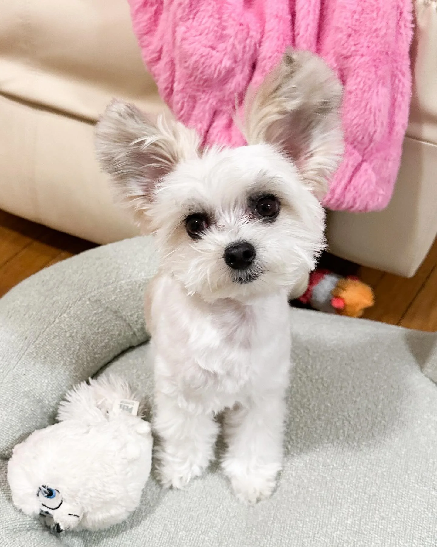 Belle: a masterclass in facial expressions 🥰🐶🐾

#expressivedog #dogactor #cutedog #papitese #dogsofinstagram