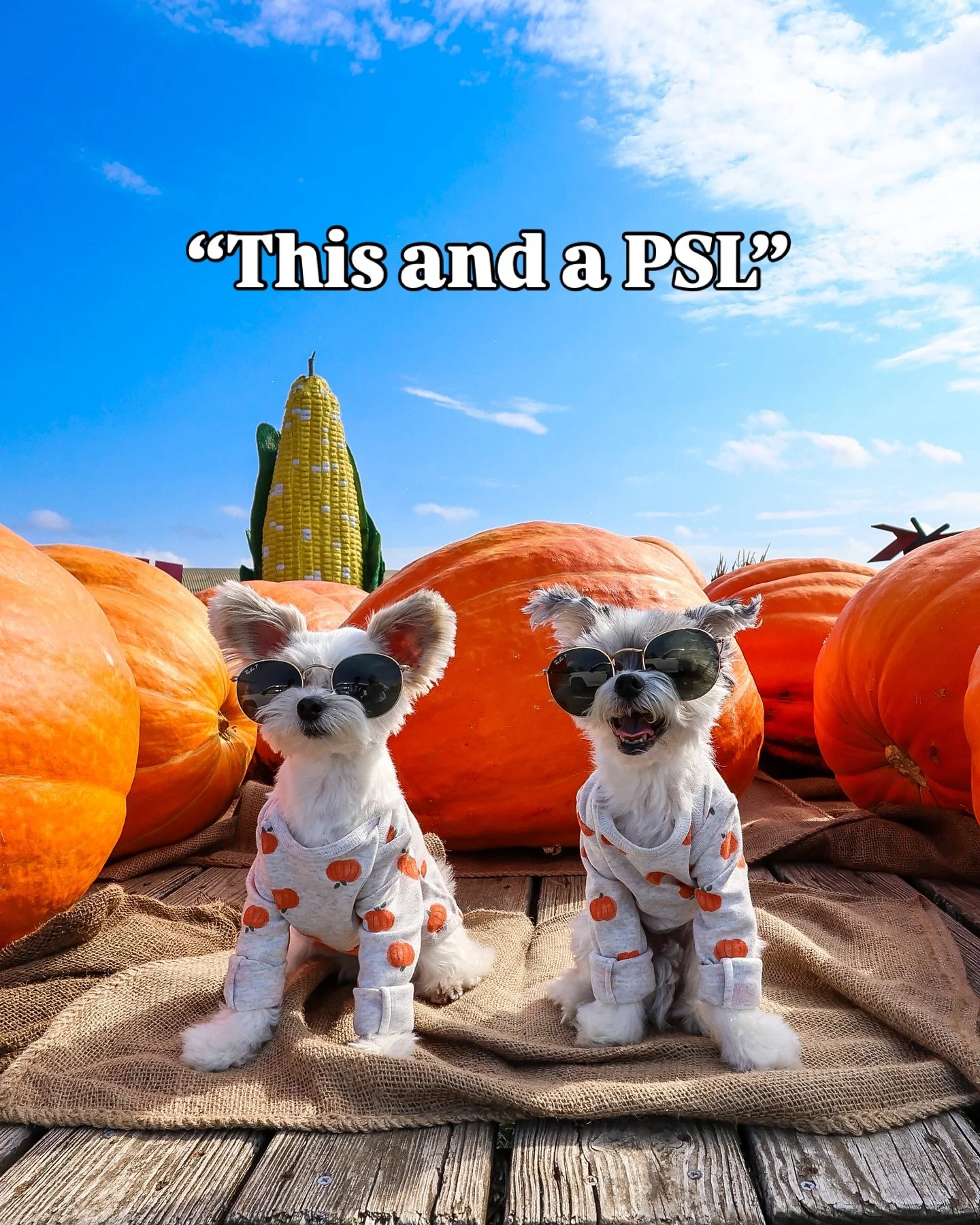 🎃👑 &ldquo;The pumpkins thought they were the stars&hellip;Then we showed up&rdquo; - Tinkerbelle &amp; Belle 💁🏽&zwj;♀️🐶✨
.
.
.
.
.
#pumpkinpicking #pumpkinpatch #dogsofnyc #divadog #pumpkintime #cutenessoverloaded #betches #dogsbeingbasic