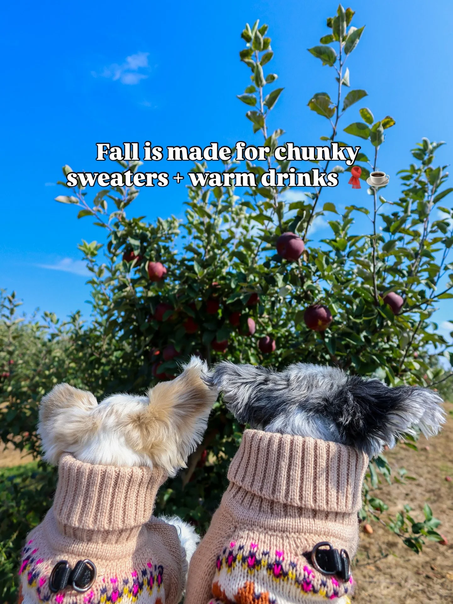 &ldquo;Harvesting happiness, one apple at a time&rdquo; - Tinkerbelle &amp; Belle 🍂🐶🍎