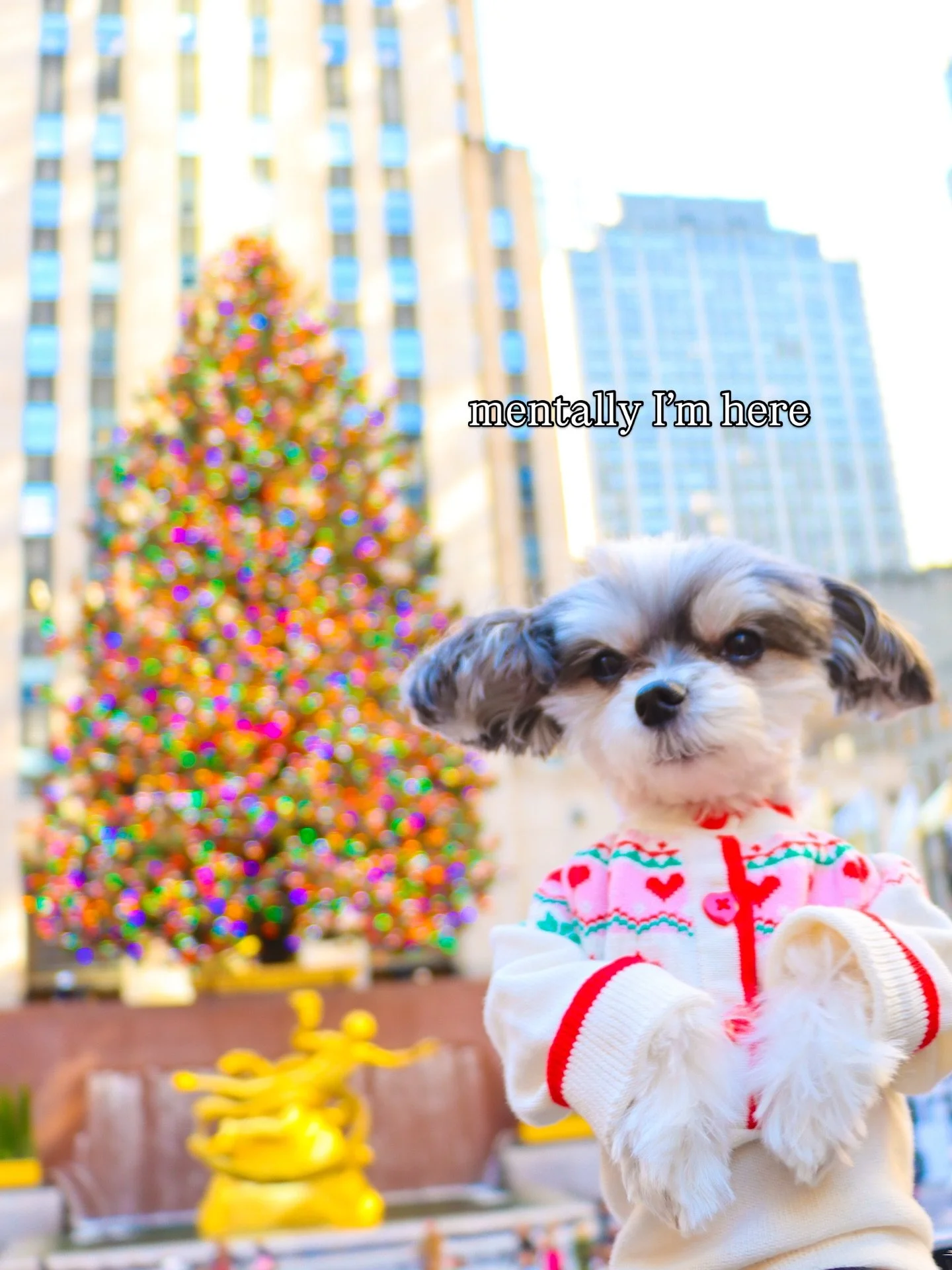 &ldquo;the holiday season has officially begun&rdquo; - Tinkerbelle &amp; Belle 🎄🫶🏽🐶