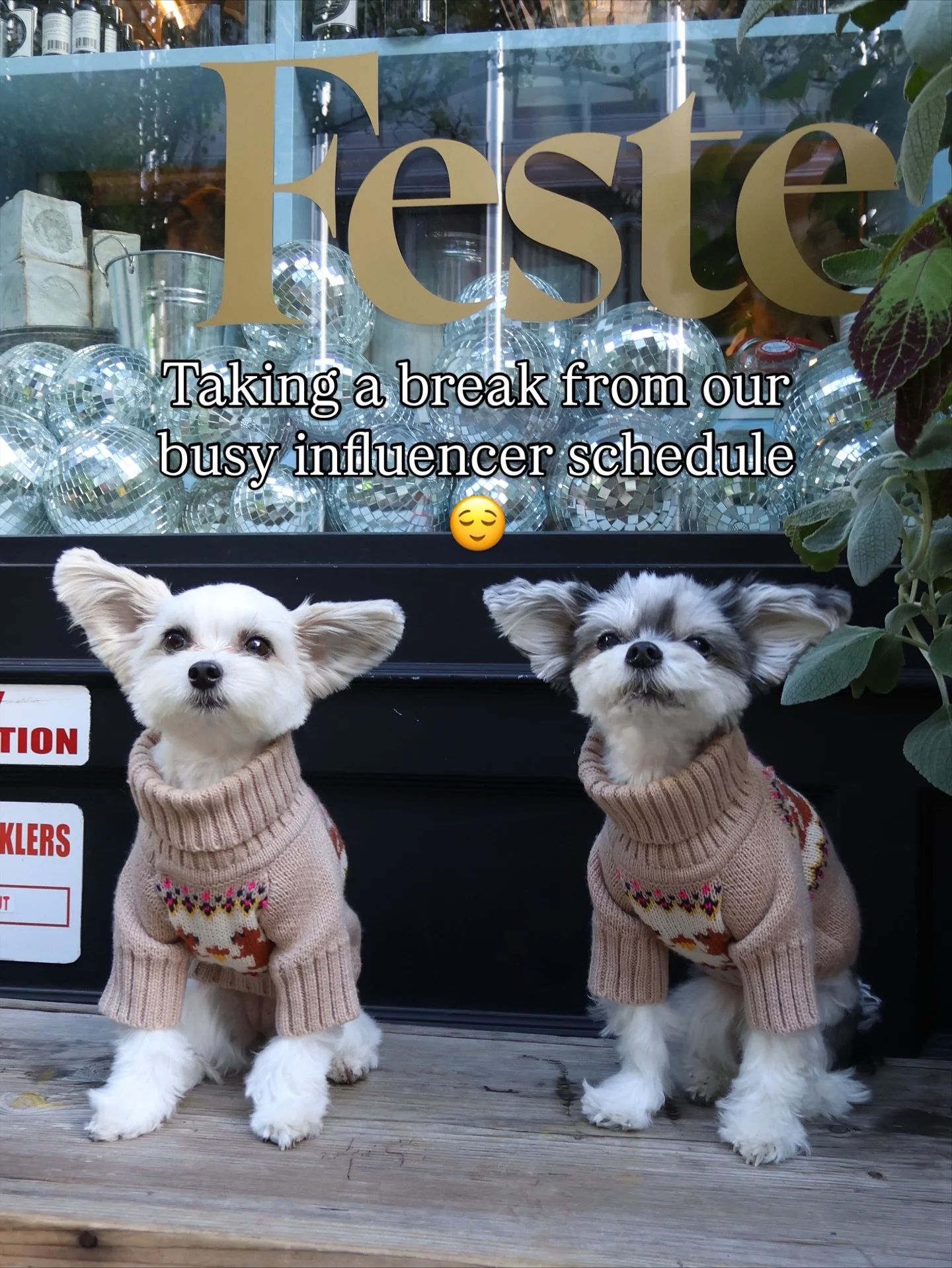 &ldquo;Currently taking meetings from our SoHo office (aka the bench)&rdquo; - Tinkerbelle &amp; Belle 💻☕🐾 #dogsofnyc