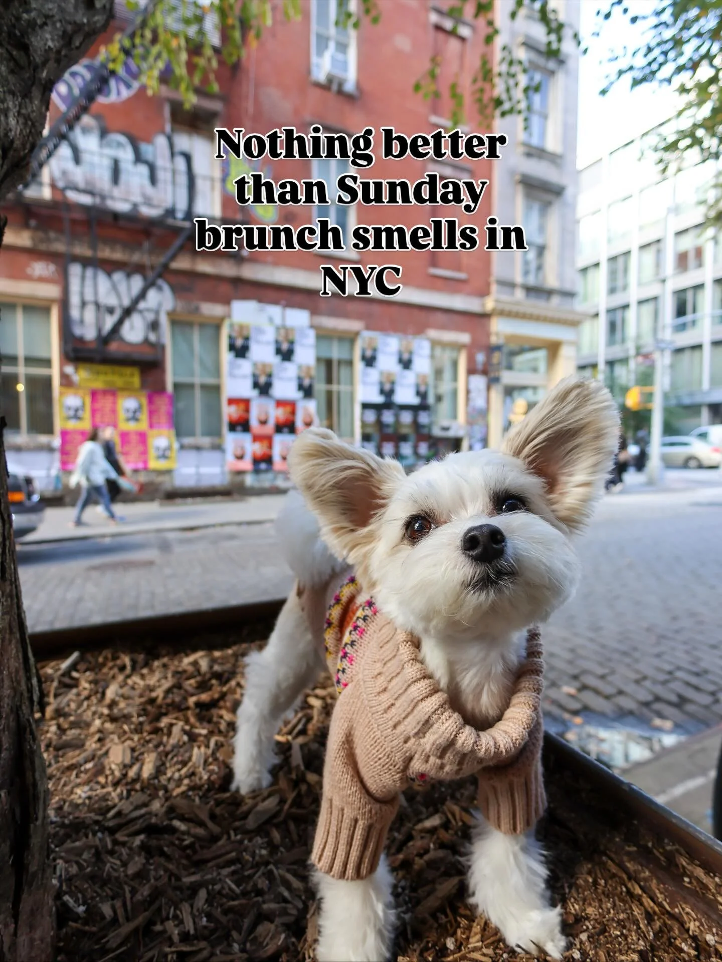 Brunch aromas in the air, city breeze in my fur &mdash; it&rsquo;s giving SoHo energy 🐾🍾🌸 - Belle

#brunch #sundaybrunch #letseat #foodie #dogsofinstagram