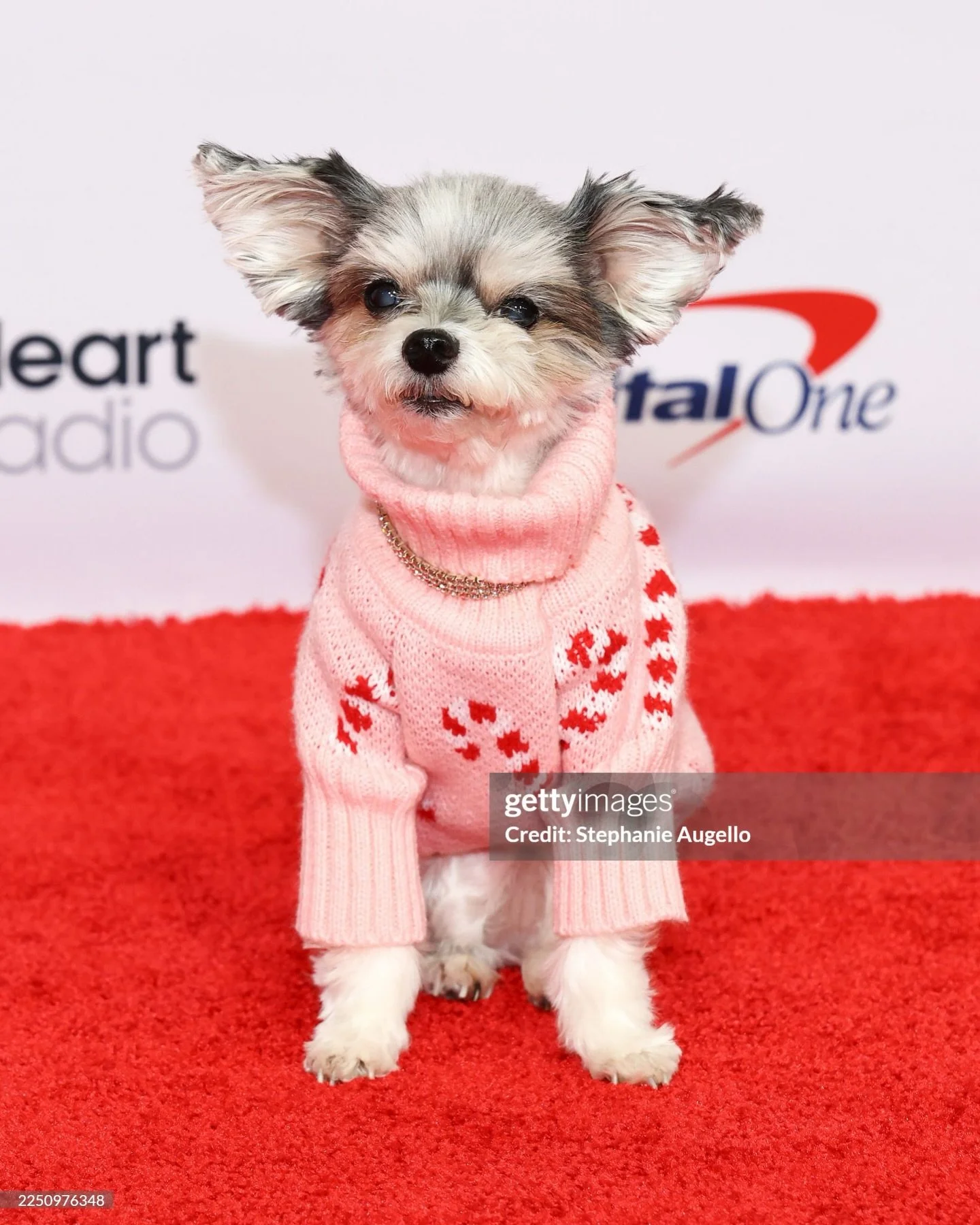 All spruced up at iHeart Jingle Ball 🌟🎄🐶
#IHeartJingleBall2025 

📸: @sawjello @royrochlin