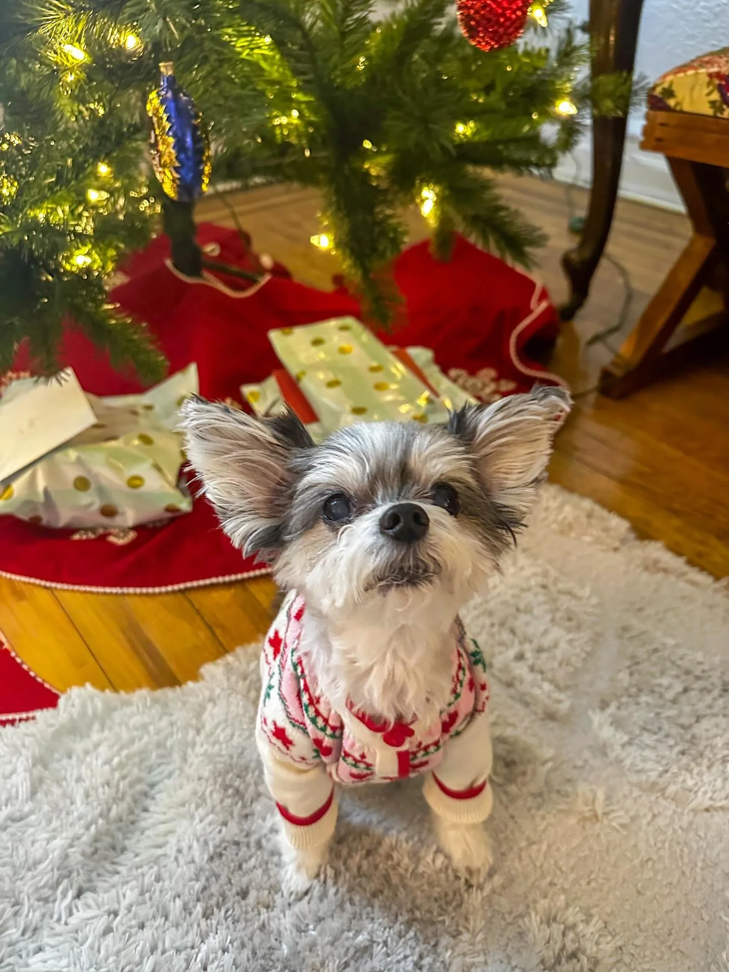 Come on!  How much longer do we have to wait for Santa? 🎅🏼 🎄🎁

#waitingforsanta #christmas #cutedog