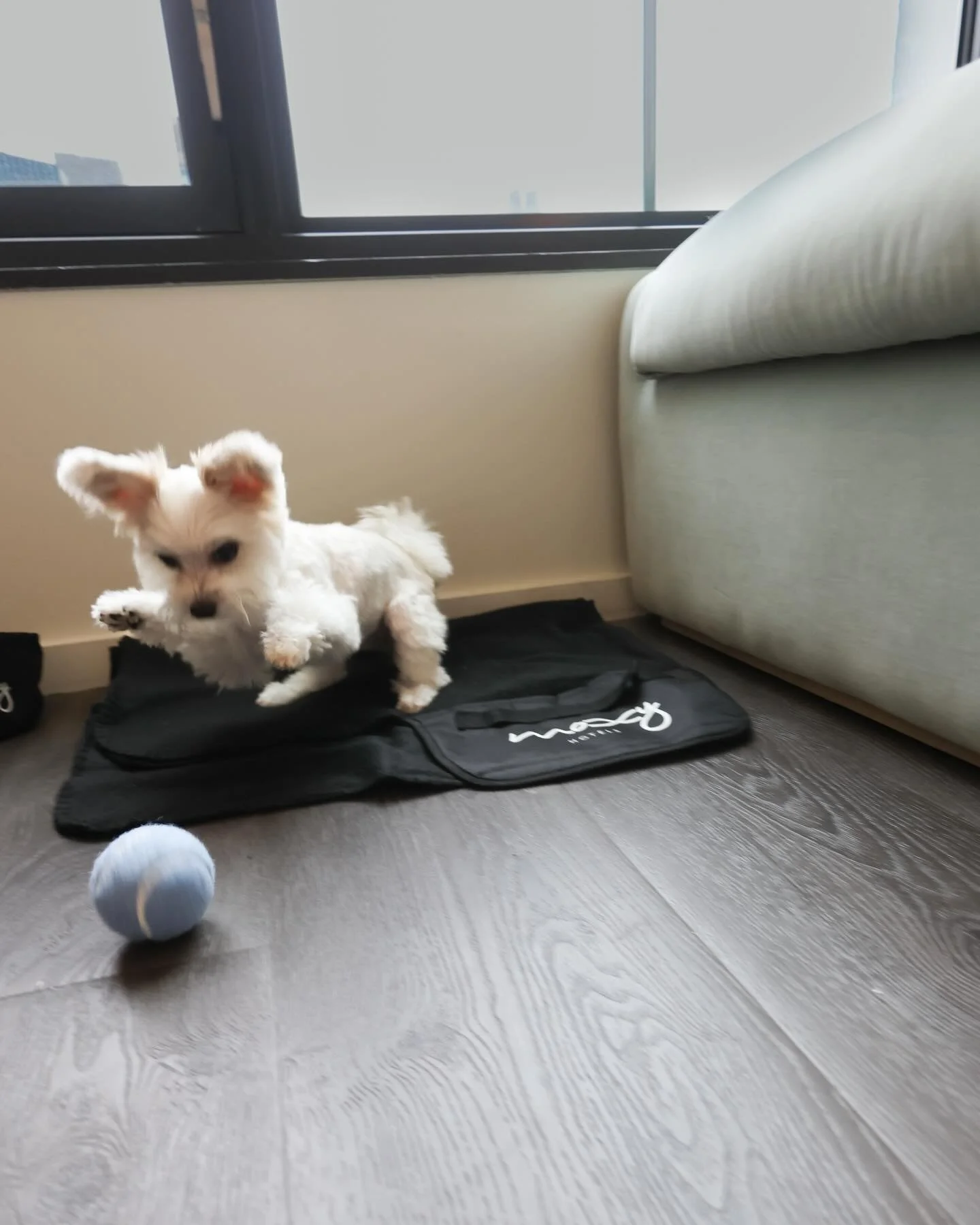 Because diva dogs don&rsquo;t just stay&hellip; they slay at the @moxychelsea 🐶✨💕

#atthemoxy #staycation #dogsofnyc