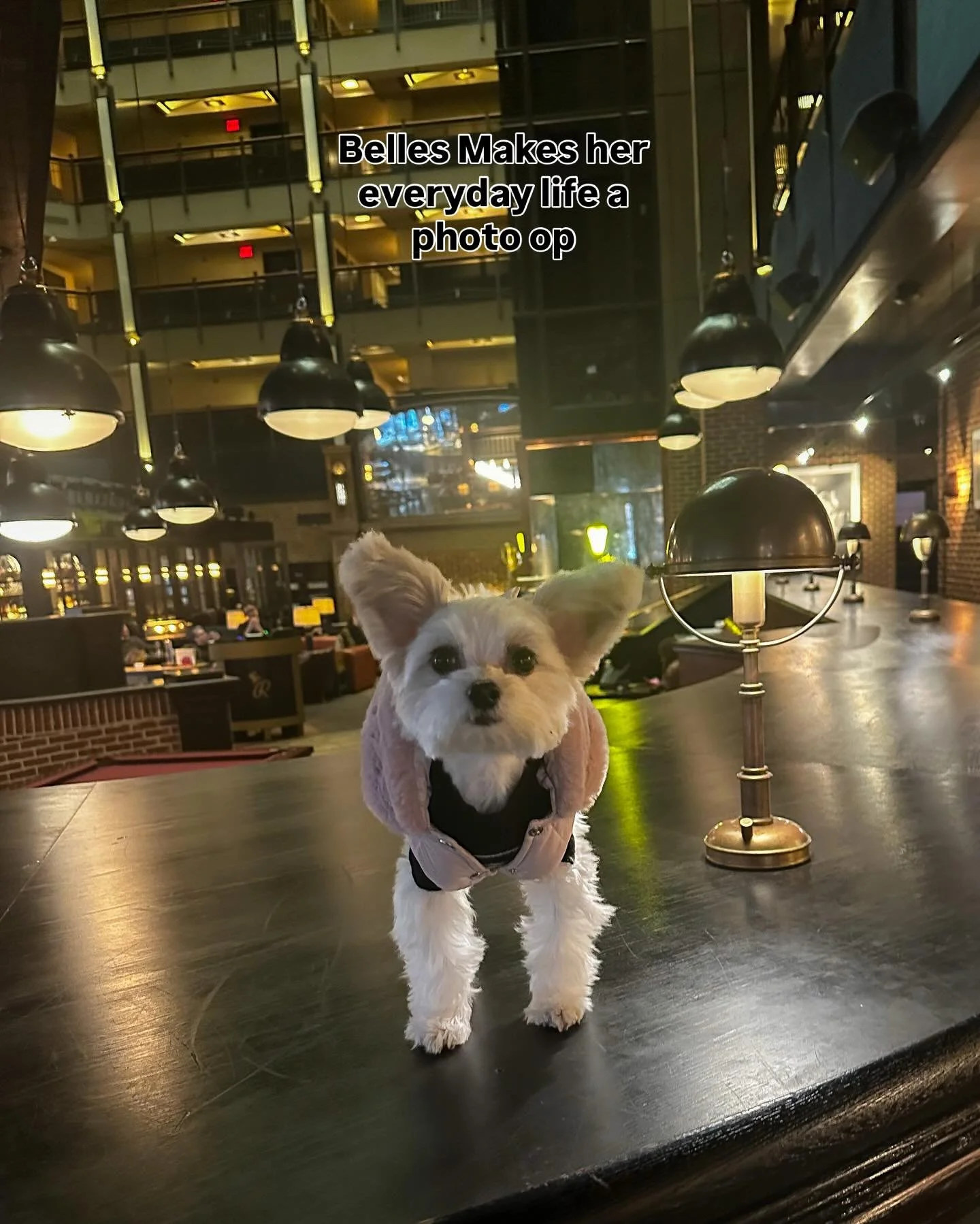 Belle doesn&rsquo;t wait for good lighting&hellip; she finds it everywhere, every day. 
🐶📸⭐️

#dogsofinstagram #dogmodel #findyourlight