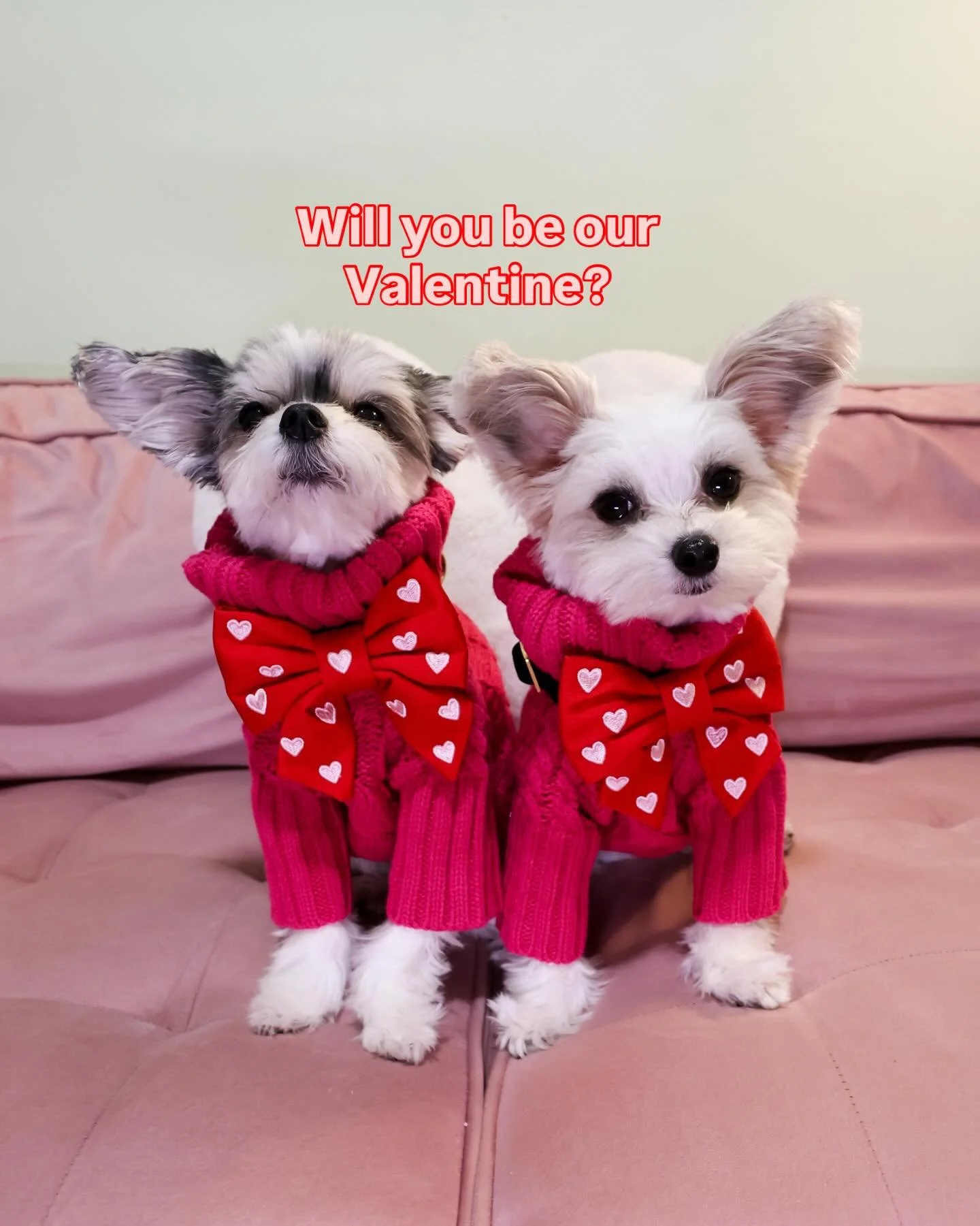 Will you be our Valentine?

Thank you @thefoggydog for all the love 

#valentines #cutedog #dogfashion