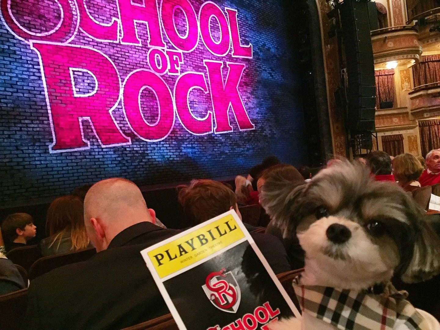 &ldquo;I hear 2026 is the new 2016. It was a busy year filled year of being a fierce fabulous fluffy diva dog indeed. &ldquo; - Tinkerbelle #2016 #2026 #dogsofnyc #famousdogs