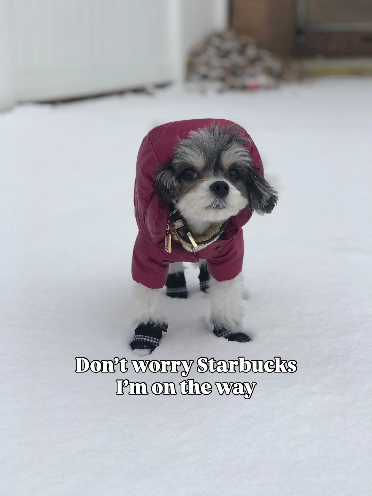 &ldquo;The cold never bothered me anyway&rdquo; - Tinkerbelle ❄️🫶🏽🐶 #snowstorm #snowday #dogsofnewyork