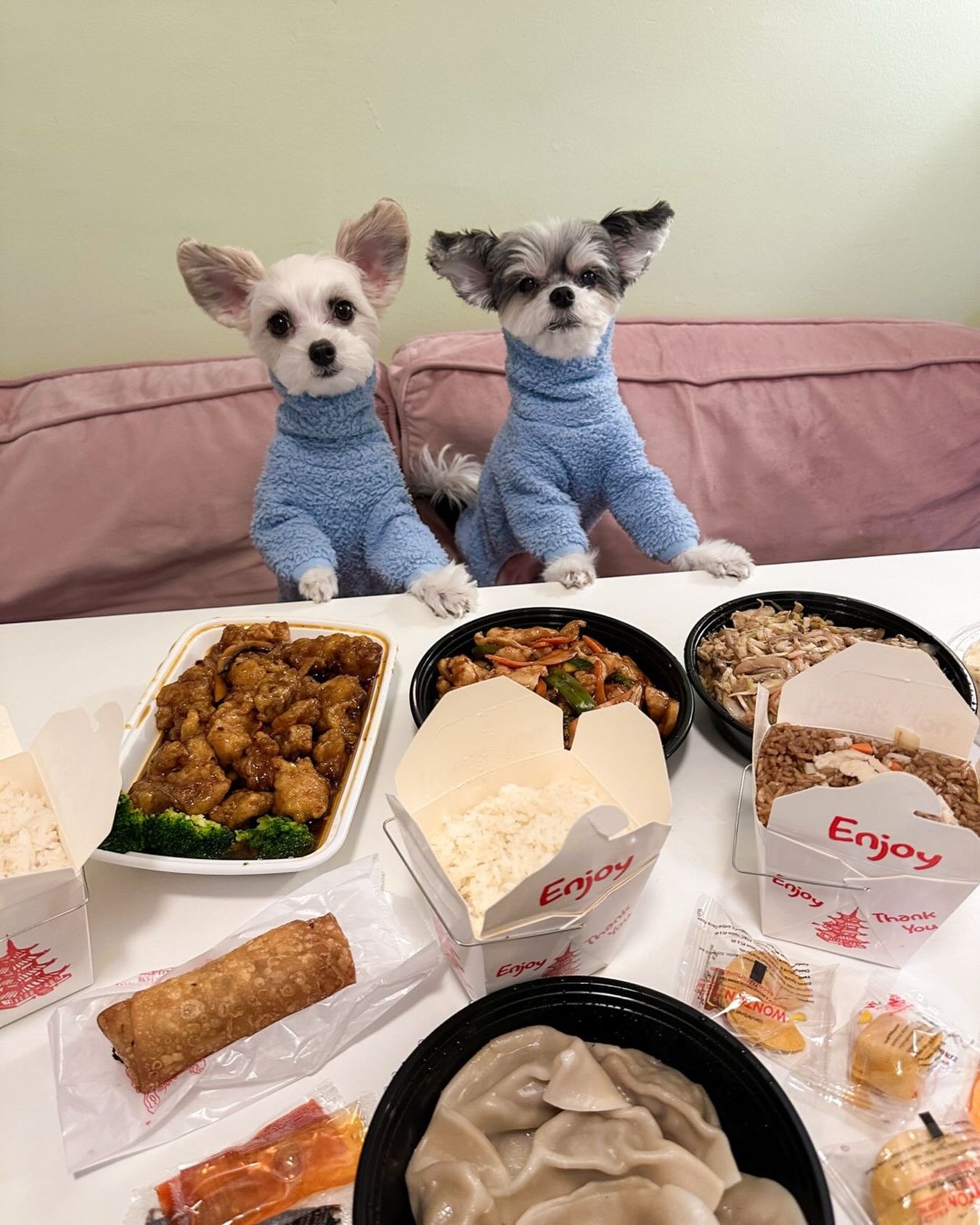 Year of the Horse energy, served with food 🐎✨🍽️

#newyear #yearofthehorse #dogsofinstagram