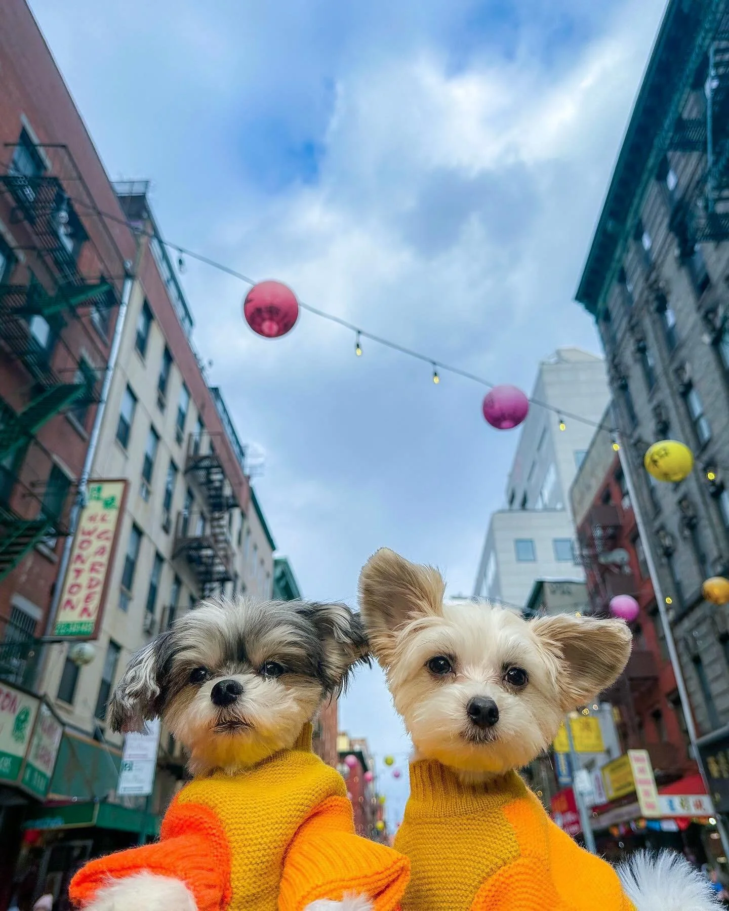 Dumplings? For us? Obviously. 🥟😌

#newyear #chinatownnyc #dogsofnyc