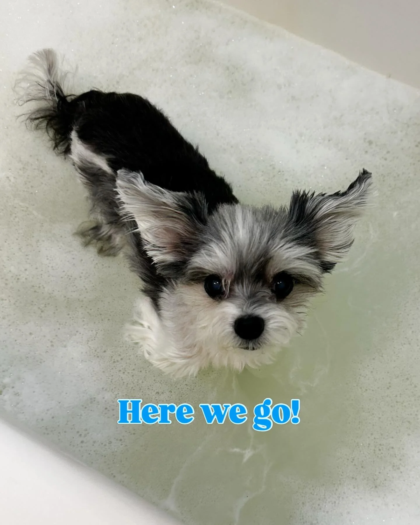 &ldquo;Follow my spa day journey&hellip; because self-care is non-negotiable 💆&zwj;♀️🐾✨&rdquo; - Tinkerbelle

#spaday #haircut #divadog
