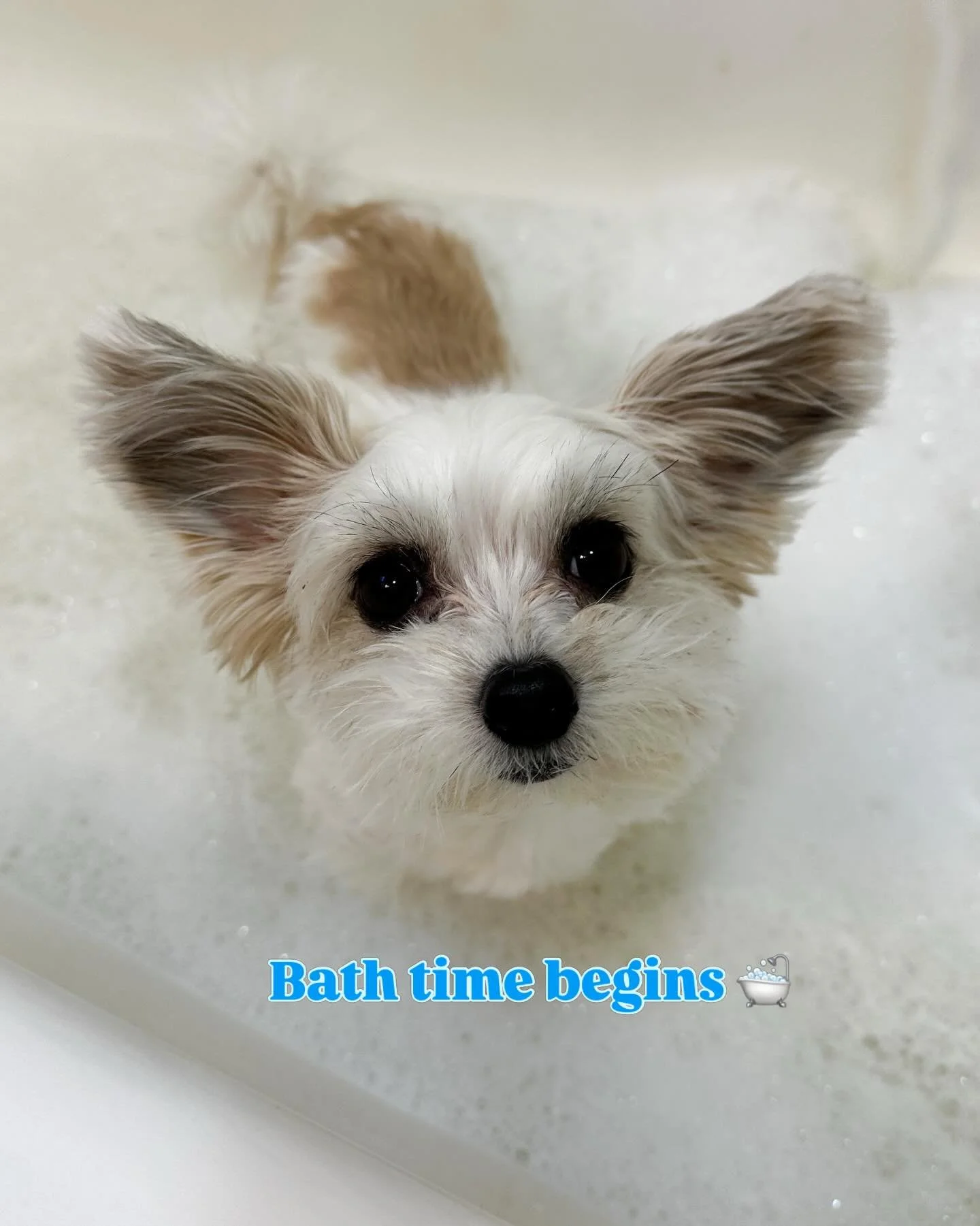 &ldquo;All clean and ready for cuddles 🛁💕&rdquo; - Belle

#snow #bathtime #dogsinnewyork