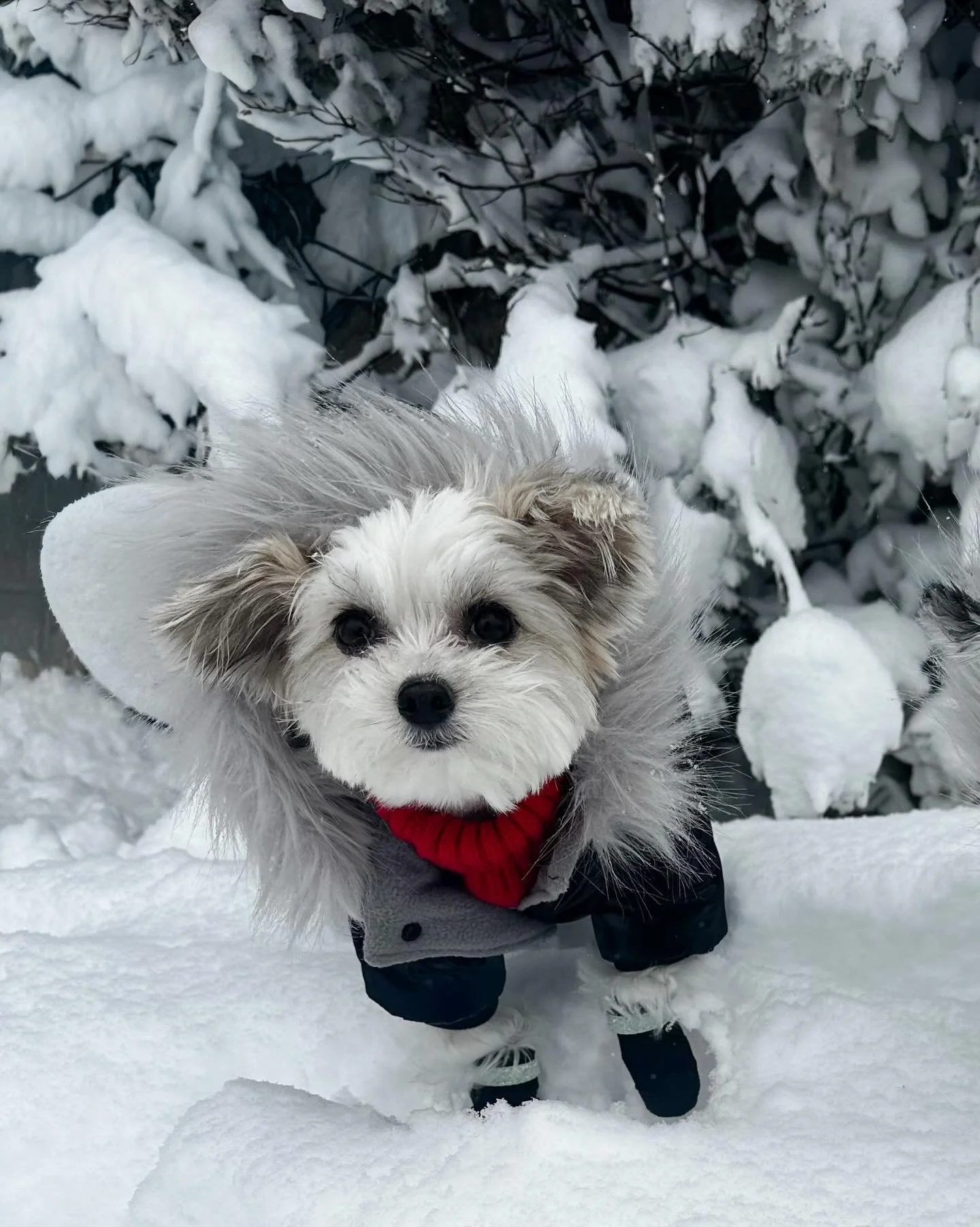 Just me, the snow, and very good vibes🤍🐾 - Belle

#cutedog #snowdog #dogsofinstagram #blizzard