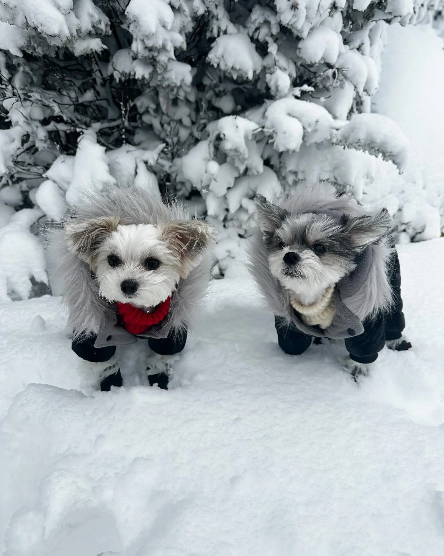 Even the blizzard knows who runs this block👑🌨️ 🐶⭐️

#divapup #blizzard #littledogbigattitude #dogsofinstagram