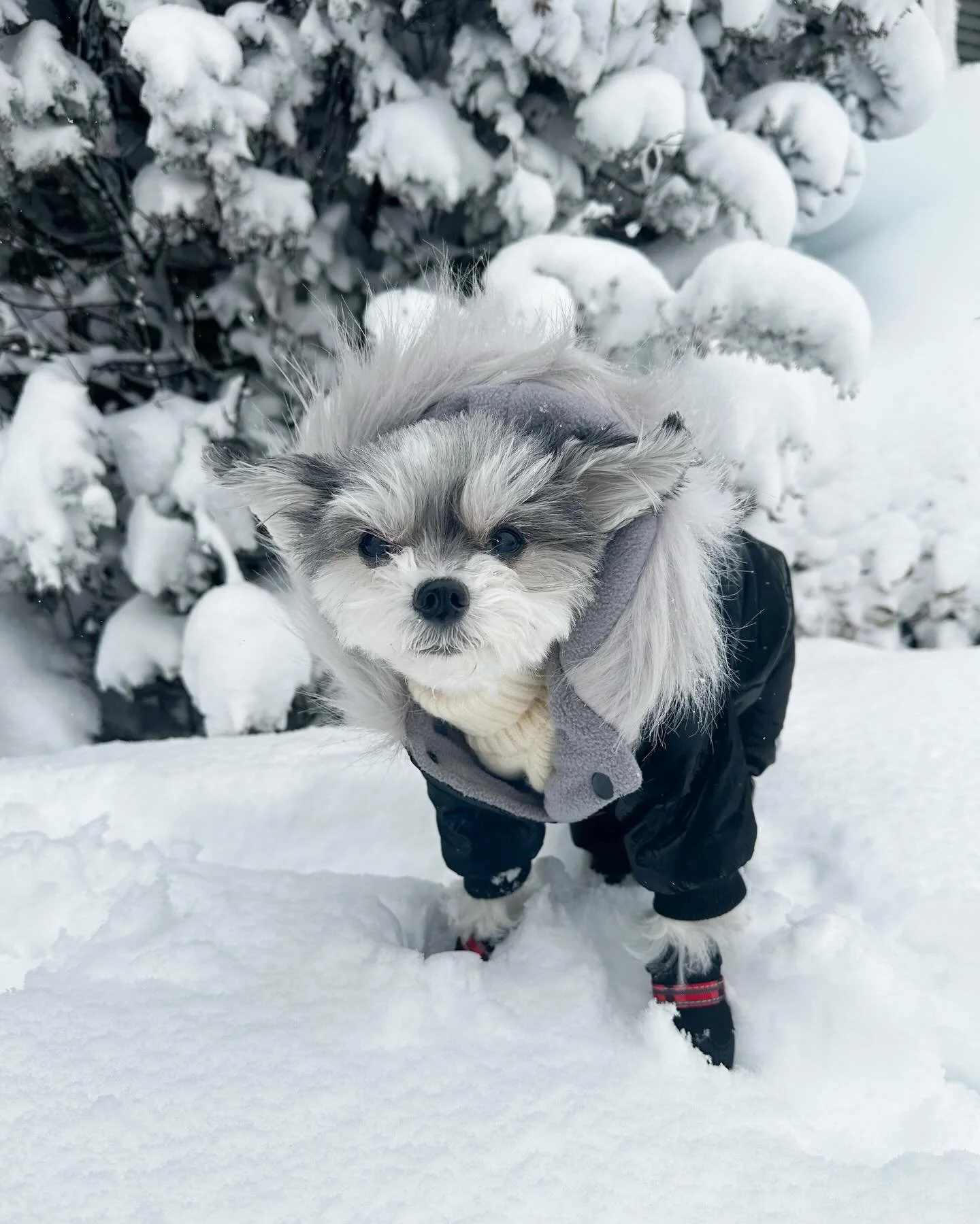 Snow day, but make it couture ❄️✨- Tinkerbelle 

#diva #notafan #judging #dogsofinstagram