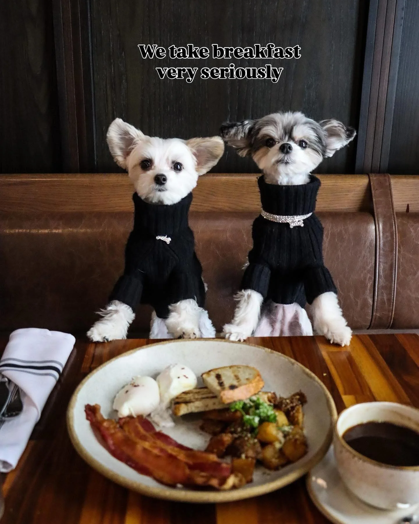 We take breakfast very seriously. If you know, you know 🍳☕️🥞🥚

#powerbreakfast #breakfast #dogswhobrunch #cutedog