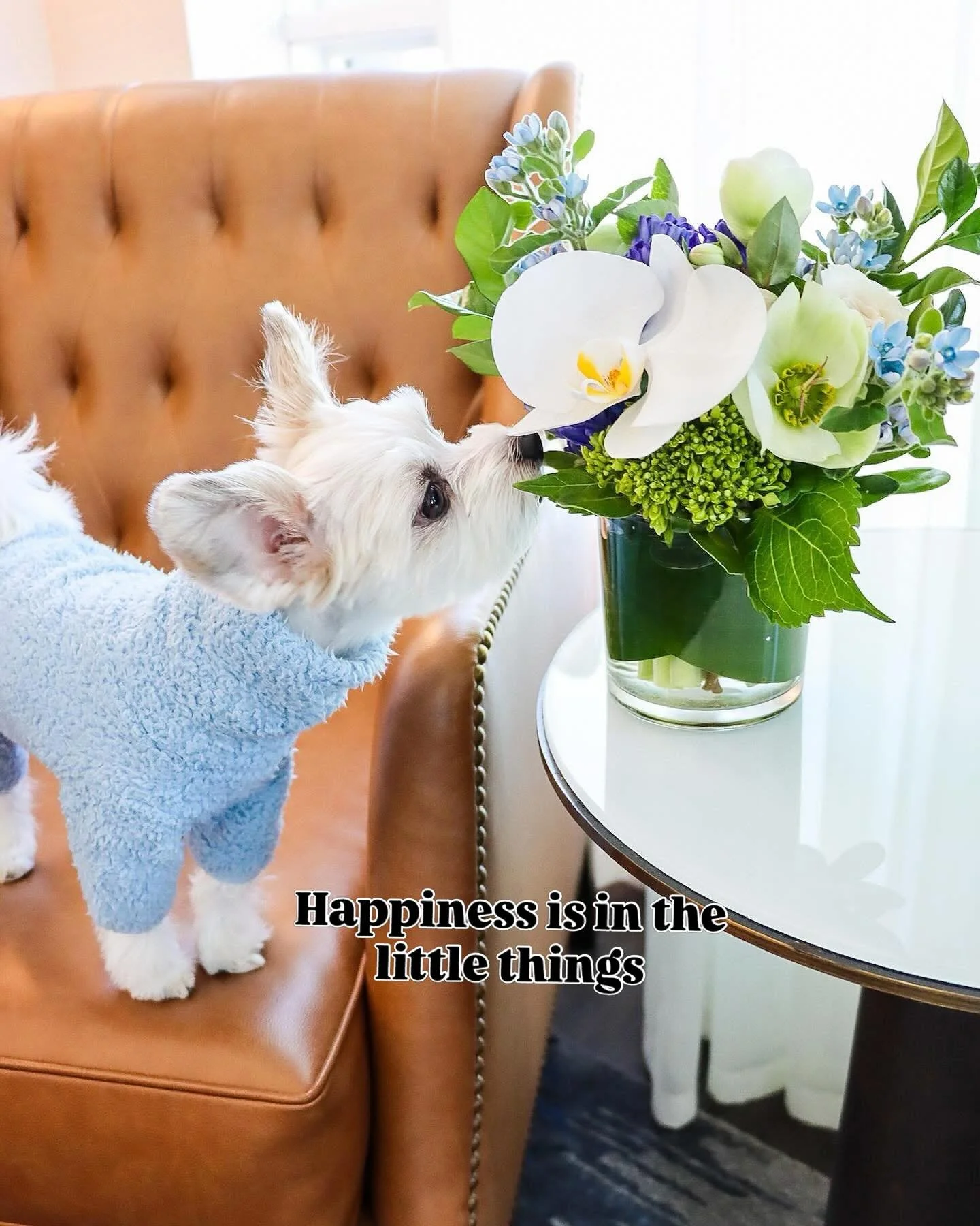 I&rsquo;m a professional flower sniffer 🌸 - Belle

#teacup #flowers #spring