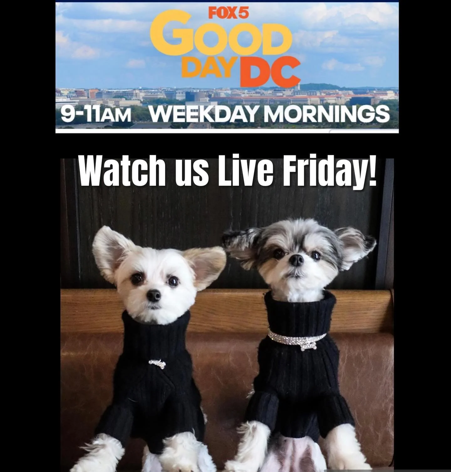 Announcement!!!
Watch us this Friday March 13 on @fox5dc Good Day DC 🐶🎉⭐️

#gooddaydc #morningshow #dogsofinstagram #cutedog #celebrity